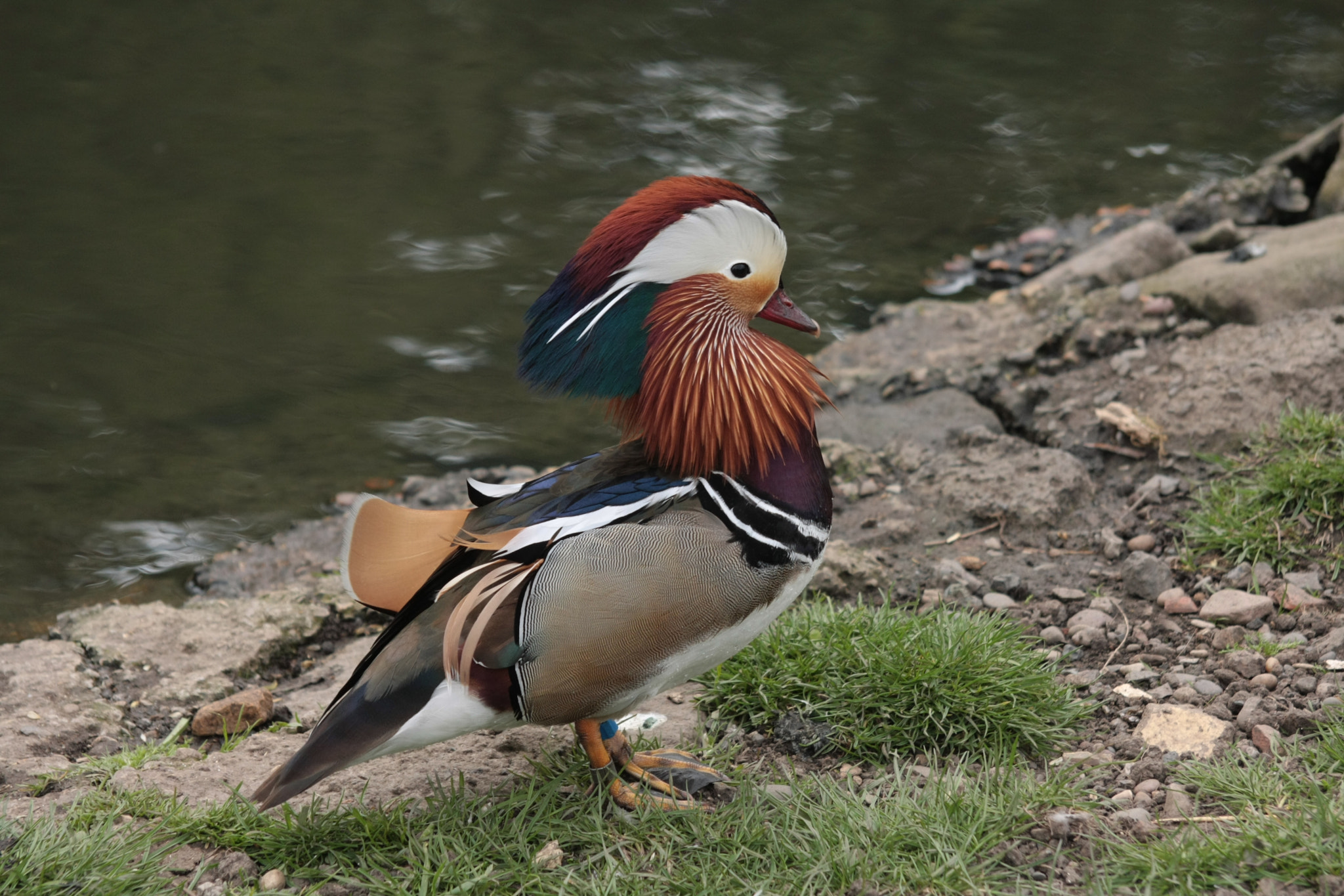 Canon EOS 40D + Sigma 50-200mm F4-5.6 DC OS HSM sample photo. Mandarin duck photography