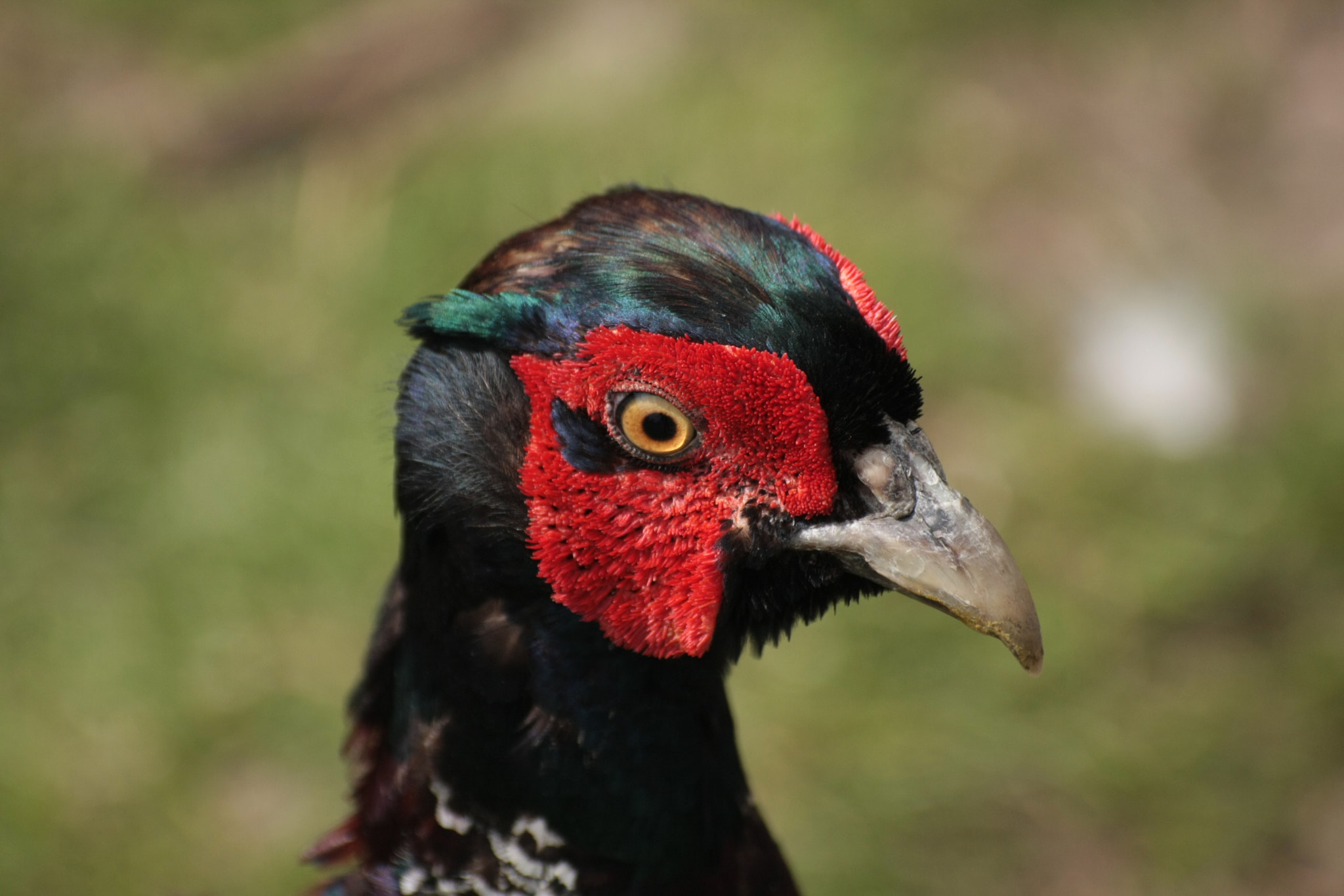 Canon EOS 40D + Sigma 50-200mm F4-5.6 DC OS HSM sample photo. Pheasant head photography