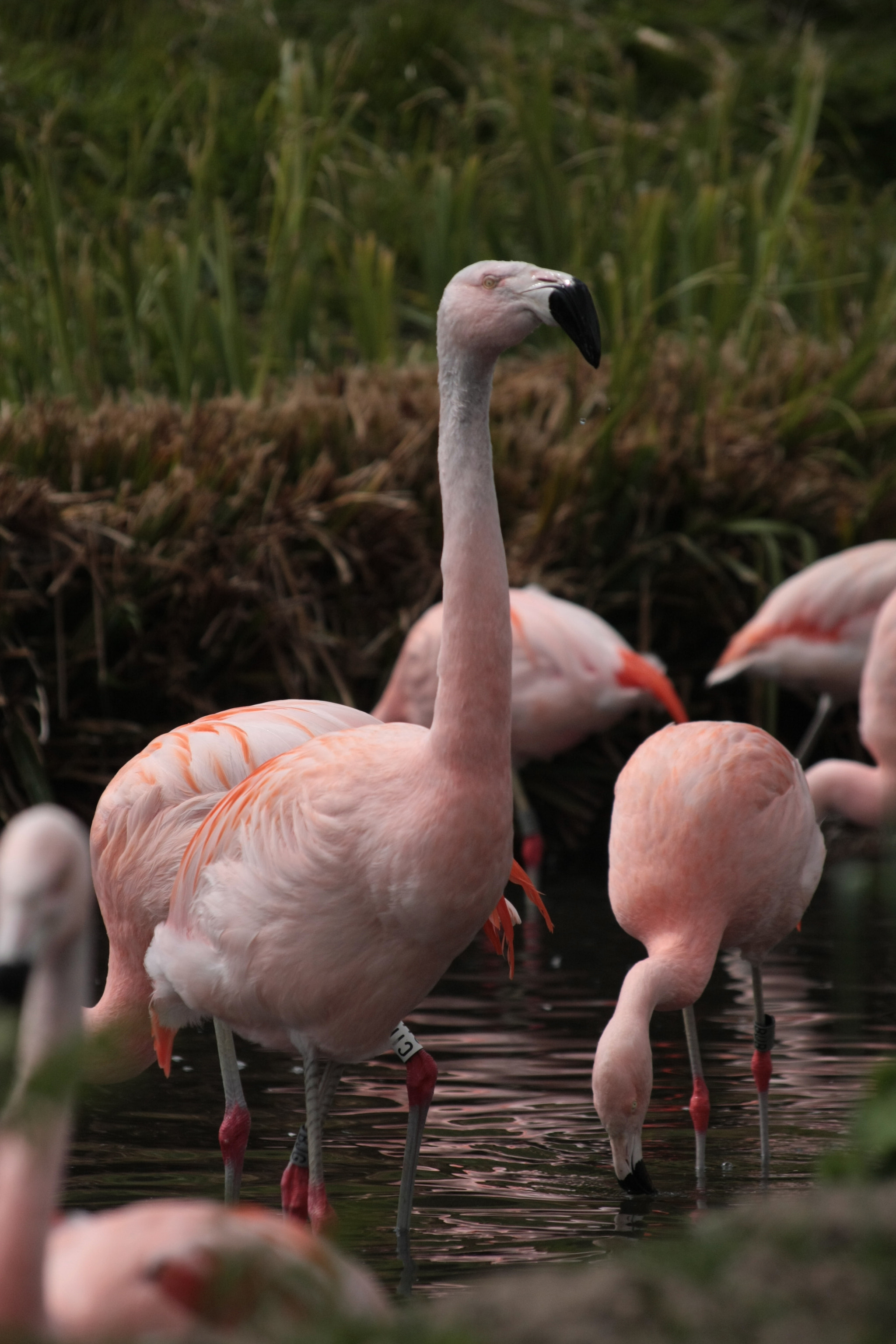 Canon EOS 40D sample photo. Flamingo photography