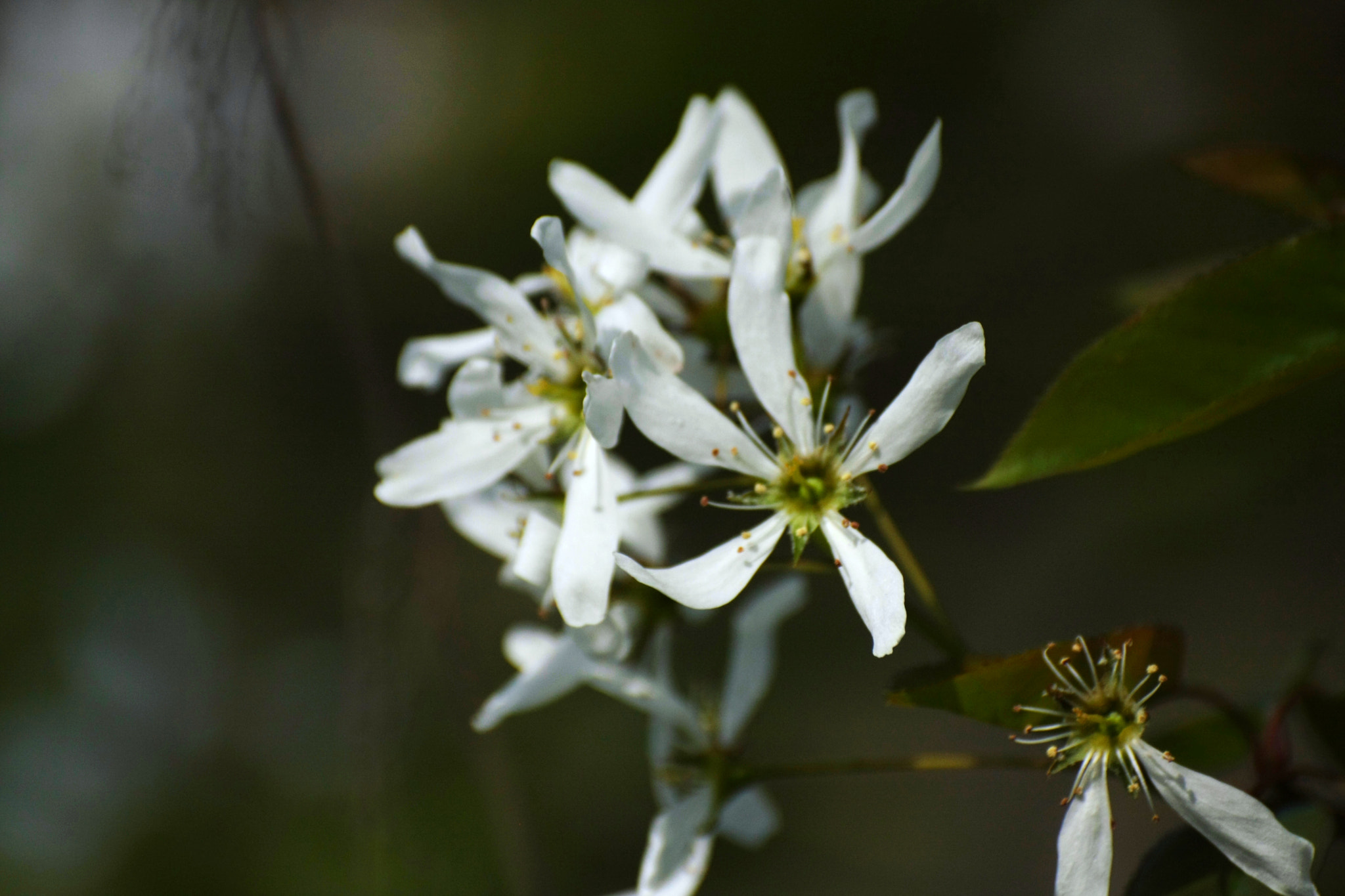Sigma 50-200mm F4-5.6 DC OS HSM sample photo. Tree blossom photography