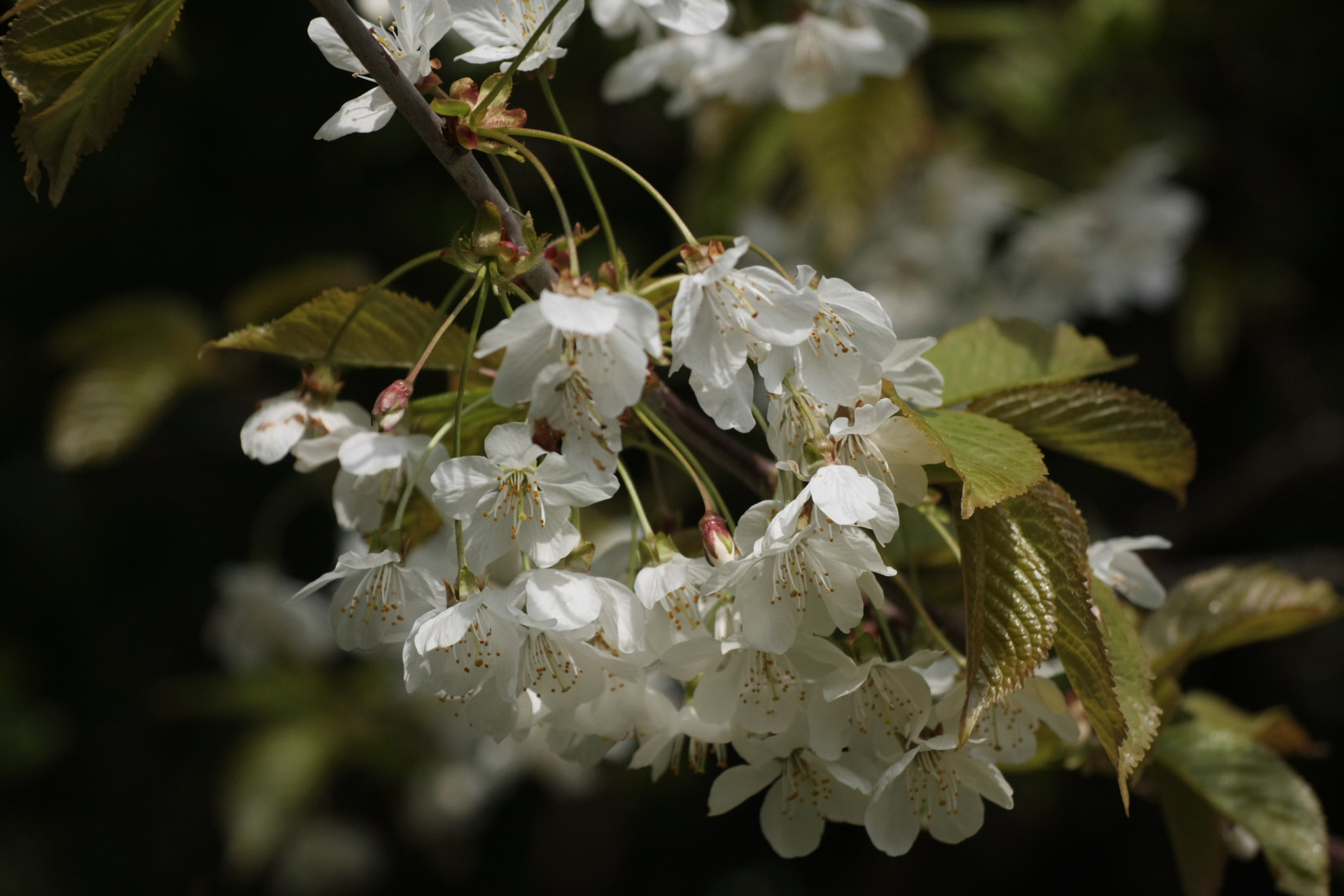 Canon EOS 40D sample photo. Tree blossom photography