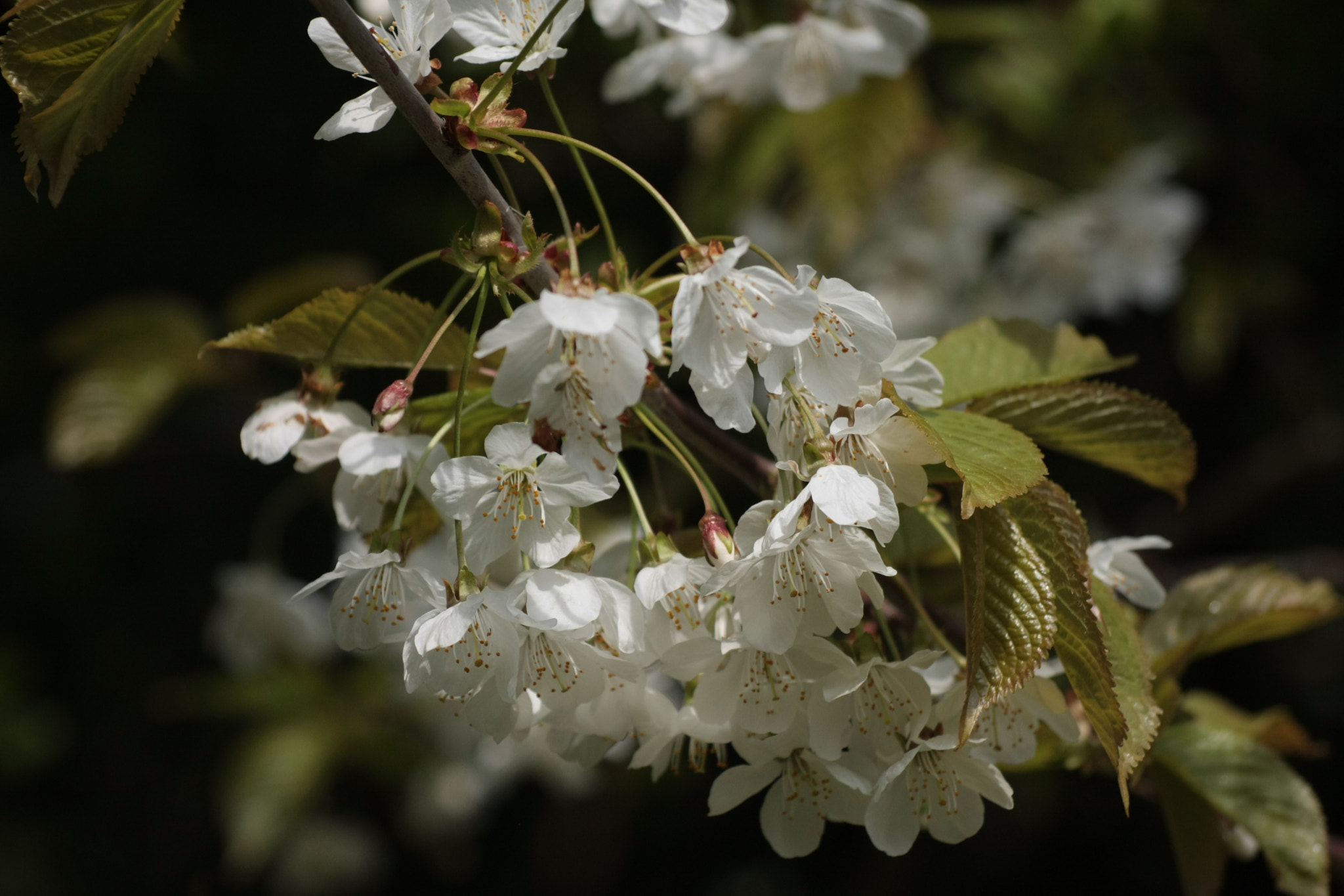 Canon EOS 40D + Sigma 50-200mm F4-5.6 DC OS HSM sample photo. Tree blossom photography