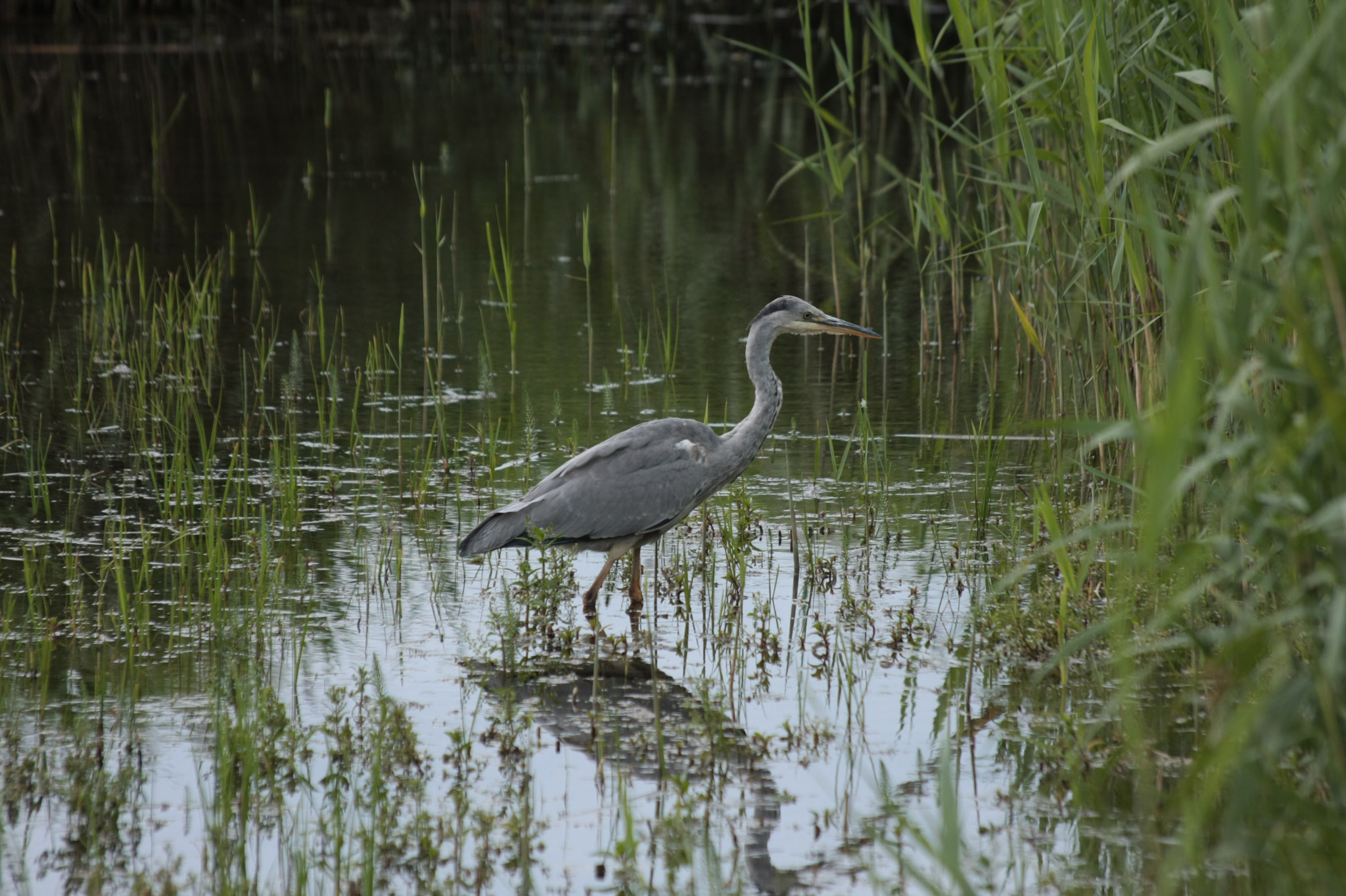 Canon EOS 40D + Sigma 50-200mm F4-5.6 DC OS HSM sample photo. Heron photography