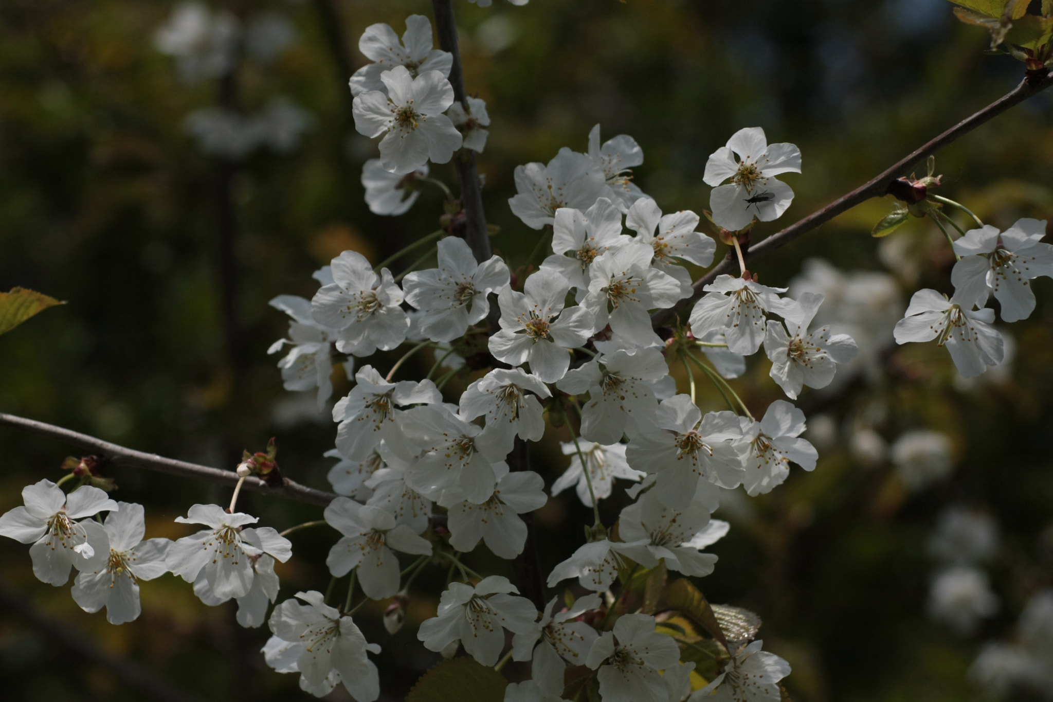 Canon EOS 40D + Sigma 50-200mm F4-5.6 DC OS HSM sample photo. Tree blossom photography