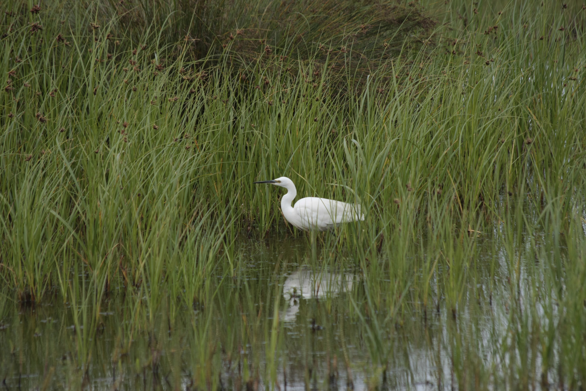 Canon EOS 40D + Sigma 50-200mm F4-5.6 DC OS HSM sample photo. Egret photography