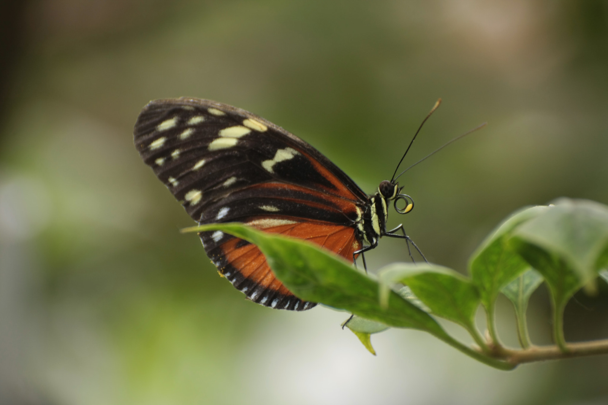 Sigma 50-200mm F4-5.6 DC OS HSM sample photo. Butterfly photography