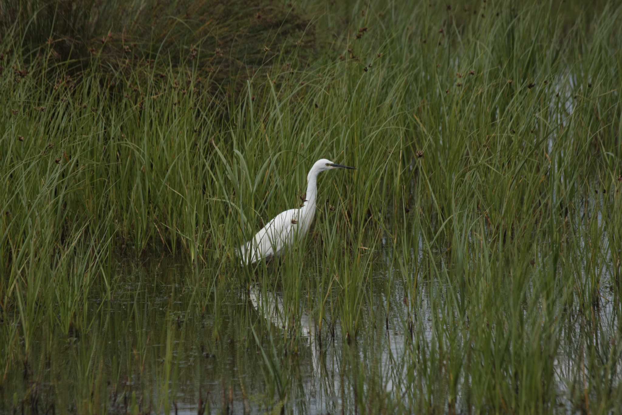 Canon EOS 40D + Sigma 50-200mm F4-5.6 DC OS HSM sample photo. Egret photography