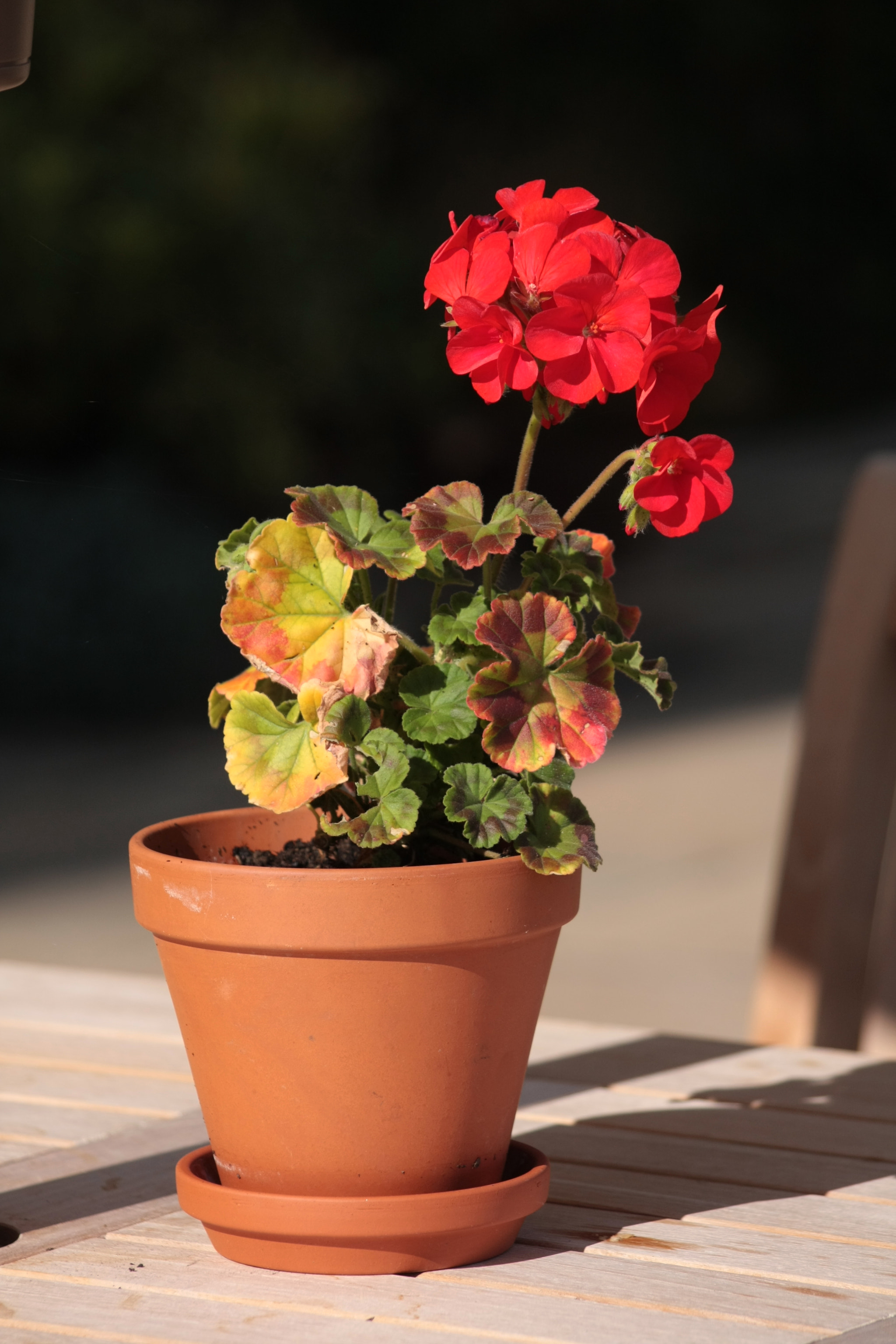 Sigma 50-200mm F4-5.6 DC OS HSM sample photo. Geranium photography