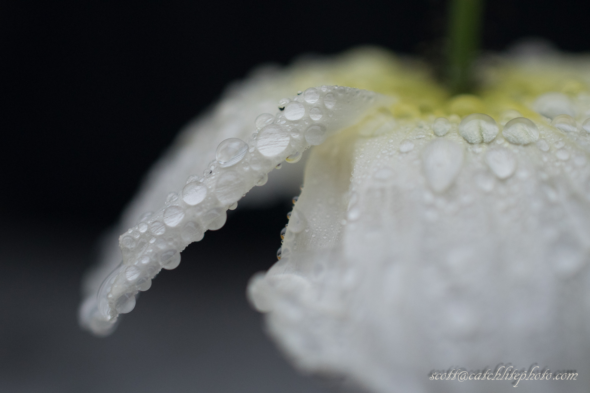 Nikon AF-S DX Micro Nikkor 40mm F2.8 sample photo. Poppy photography