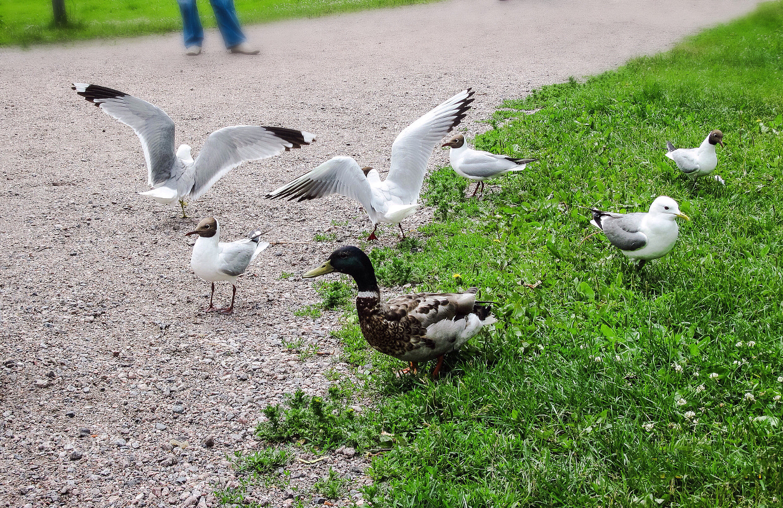 Canon PowerShot A2100 IS sample photo. Seagulls.park in finland photography