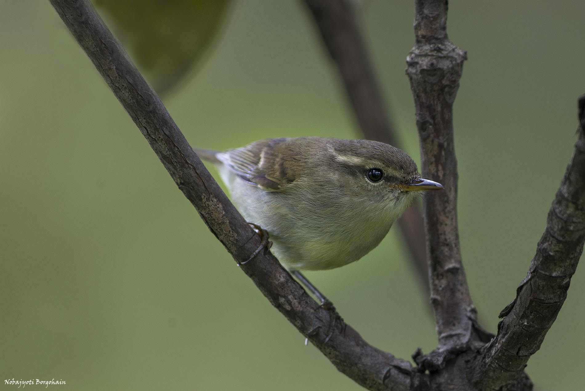 Nikon AF-S Nikkor 300mm F2.8G ED VR II sample photo. Greenish warbler photography