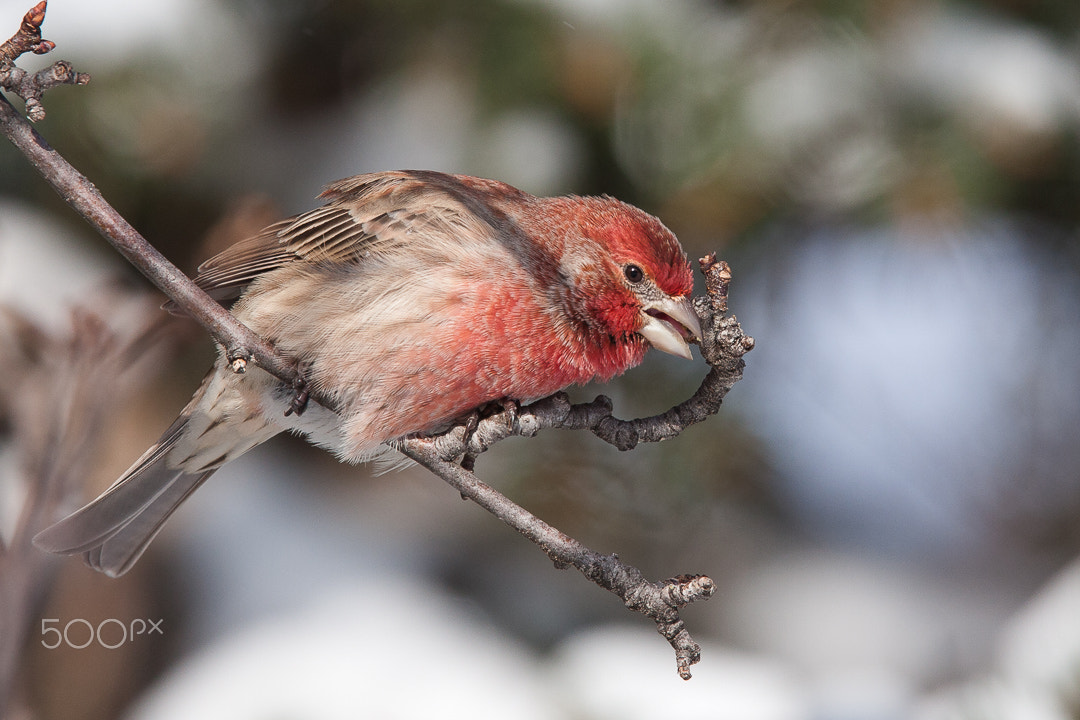 Canon EOS 40D + Canon EF 300mm F2.8L IS USM sample photo. Munching on buds photography