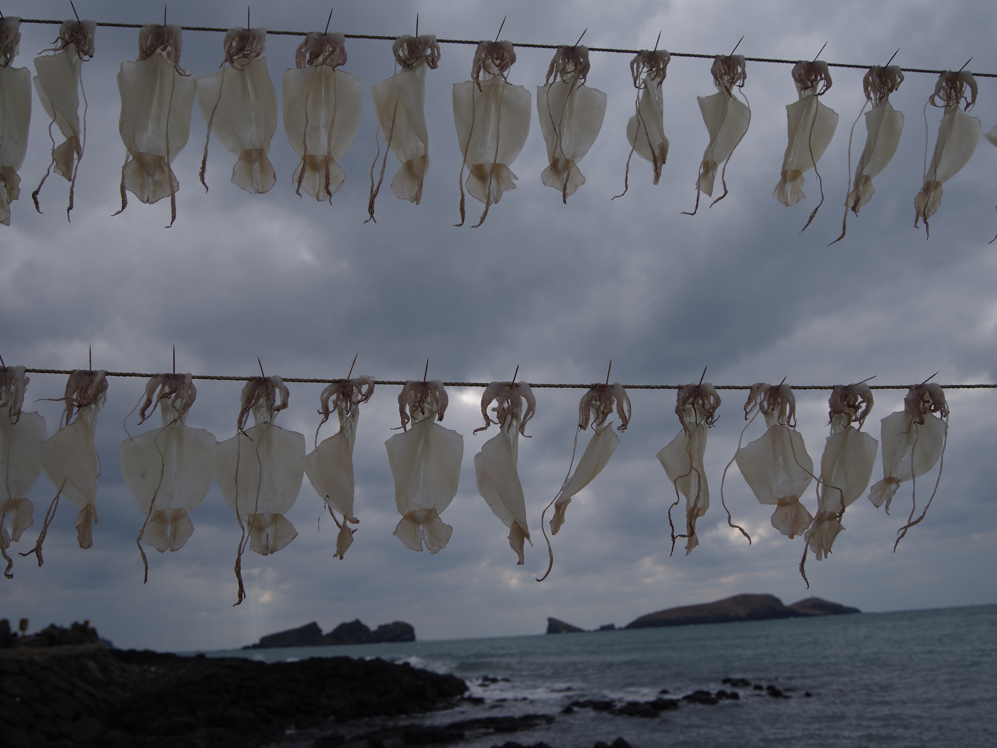 Pentax 645Z + smc PENTAX-FA 645 33-55mm F4.5 AL sample photo. Jeju island of squid photography