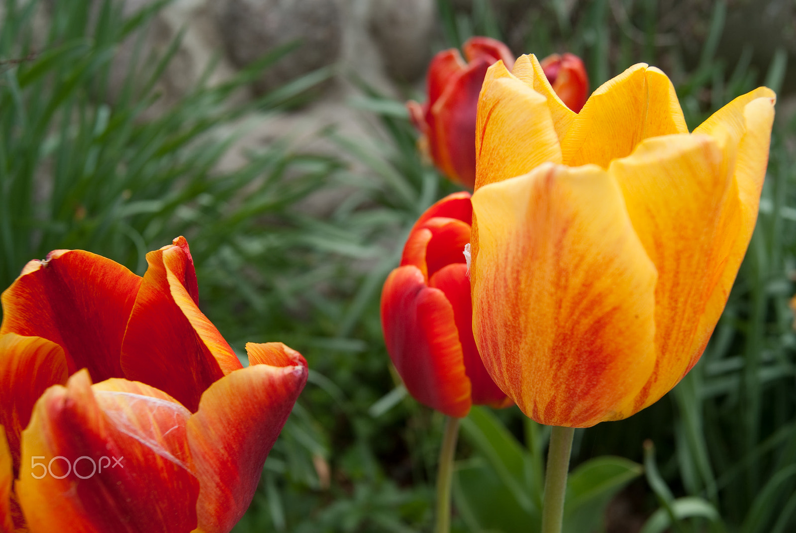 Sony Alpha DSLR-A330 + Sony DT 18-55mm F3.5-5.6 SAM sample photo. Beautiful flower photography