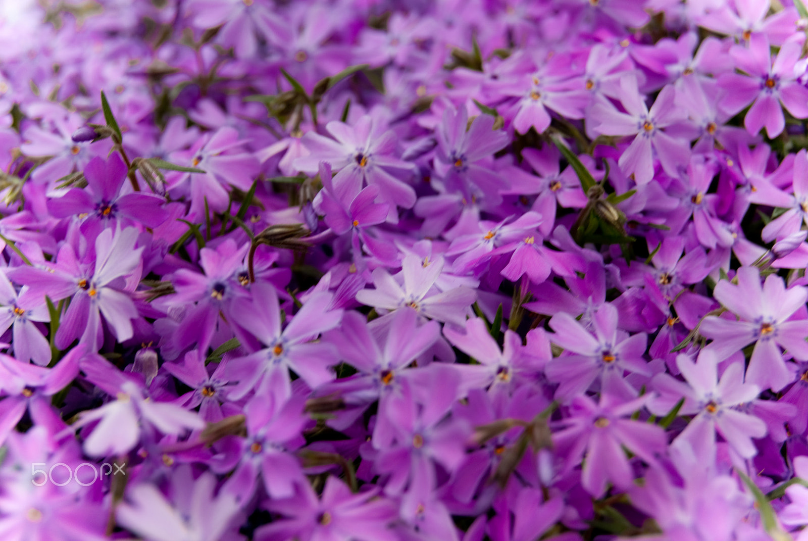 Sony Alpha DSLR-A330 + Sony DT 18-55mm F3.5-5.6 SAM sample photo. Beautiful flower photography