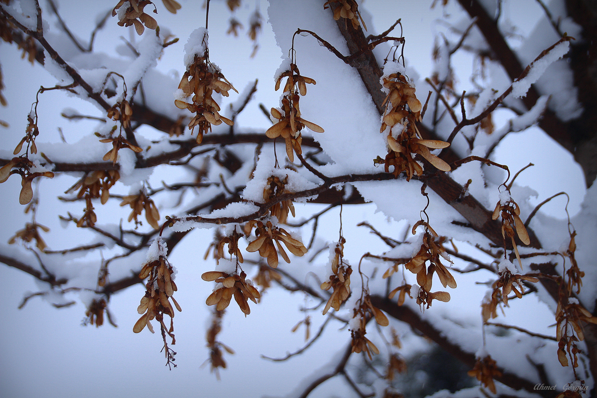 Sigma 18-250mm F3.5-6.3 DC OS HSM sample photo. Snow and winter ... photography