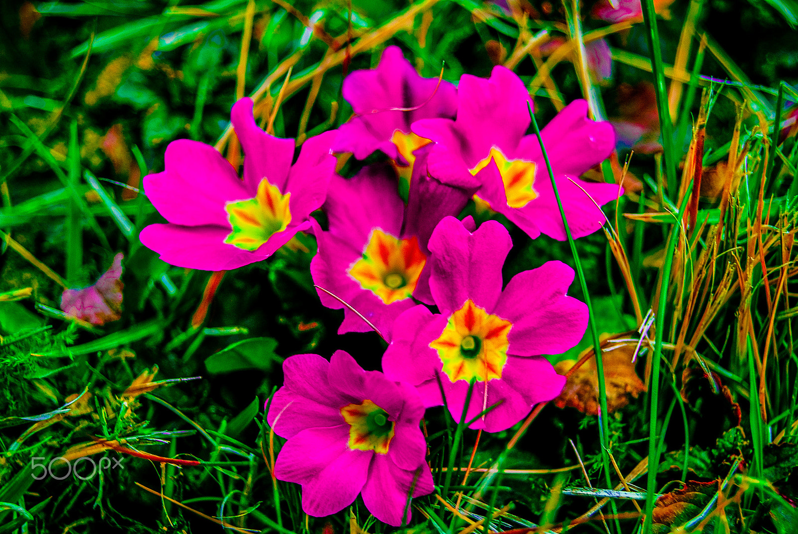 Sony Alpha DSLR-A330 + Sony DT 18-55mm F3.5-5.6 SAM sample photo. Beautiful flower photography