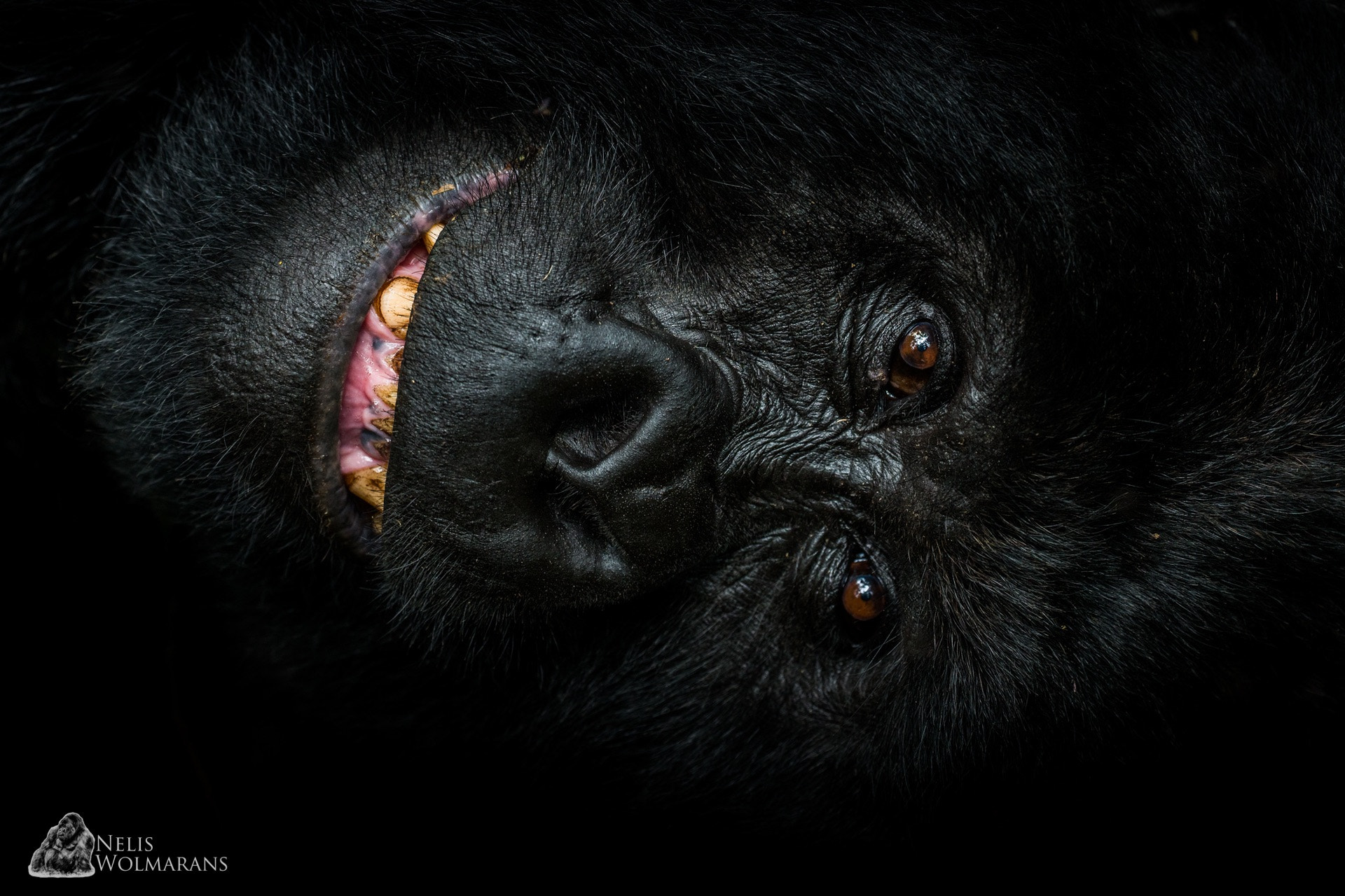 Canon EOS-1D X sample photo. Mountain gorilla silverback, photographed in virunga np in the dr congo. photography