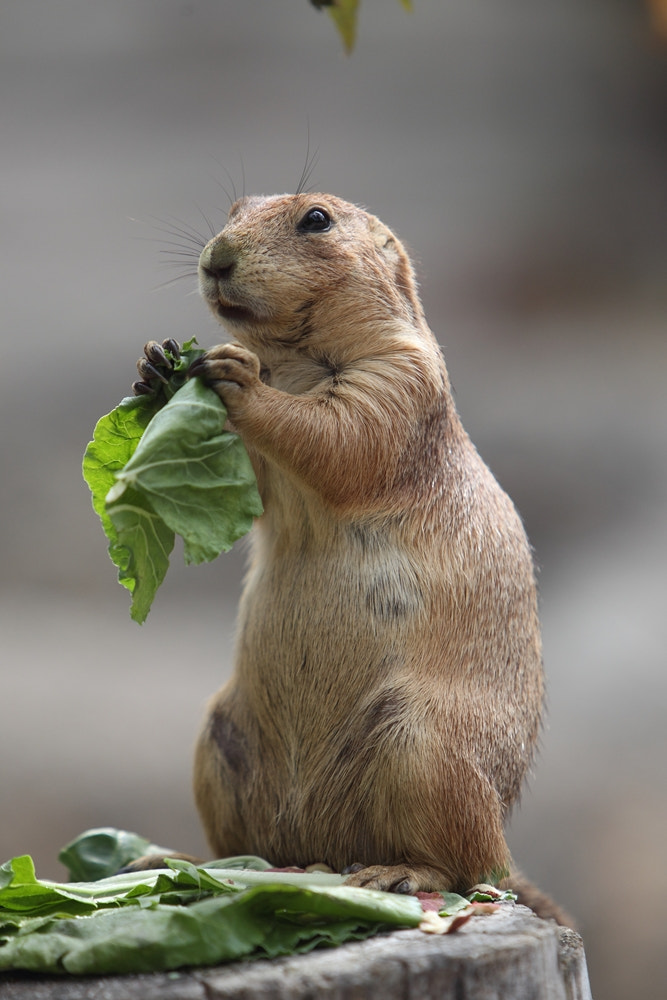 Canon EOS-1D Mark IV sample photo. Mexican prairie dog photography