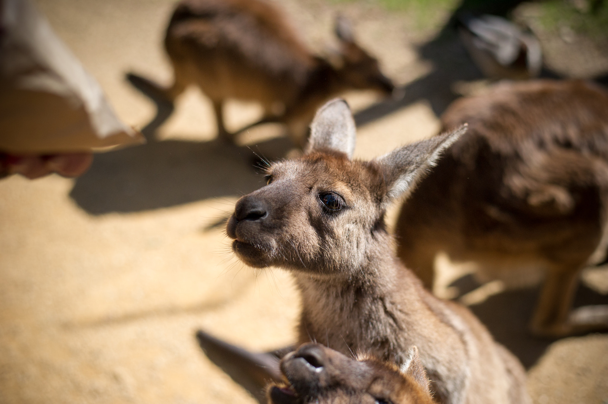 Nikon D3S sample photo. Don't look at me like that! photography