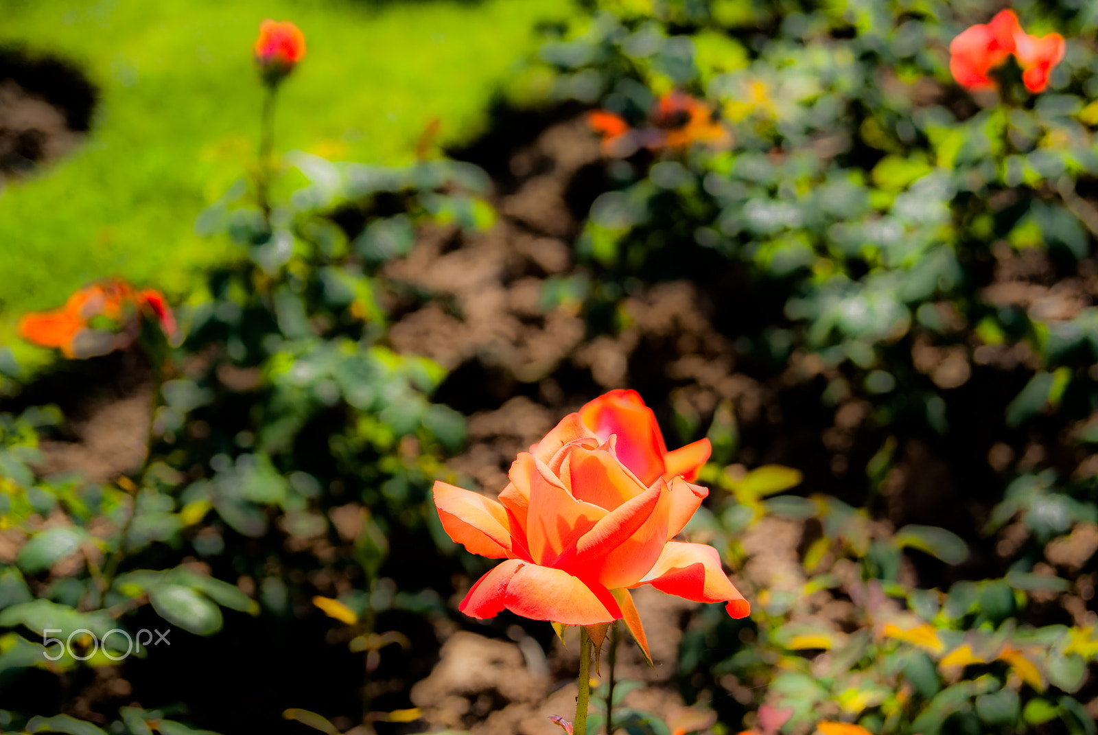Sony Alpha DSLR-A330 + Sony DT 18-55mm F3.5-5.6 SAM sample photo. Beautiful flower photography