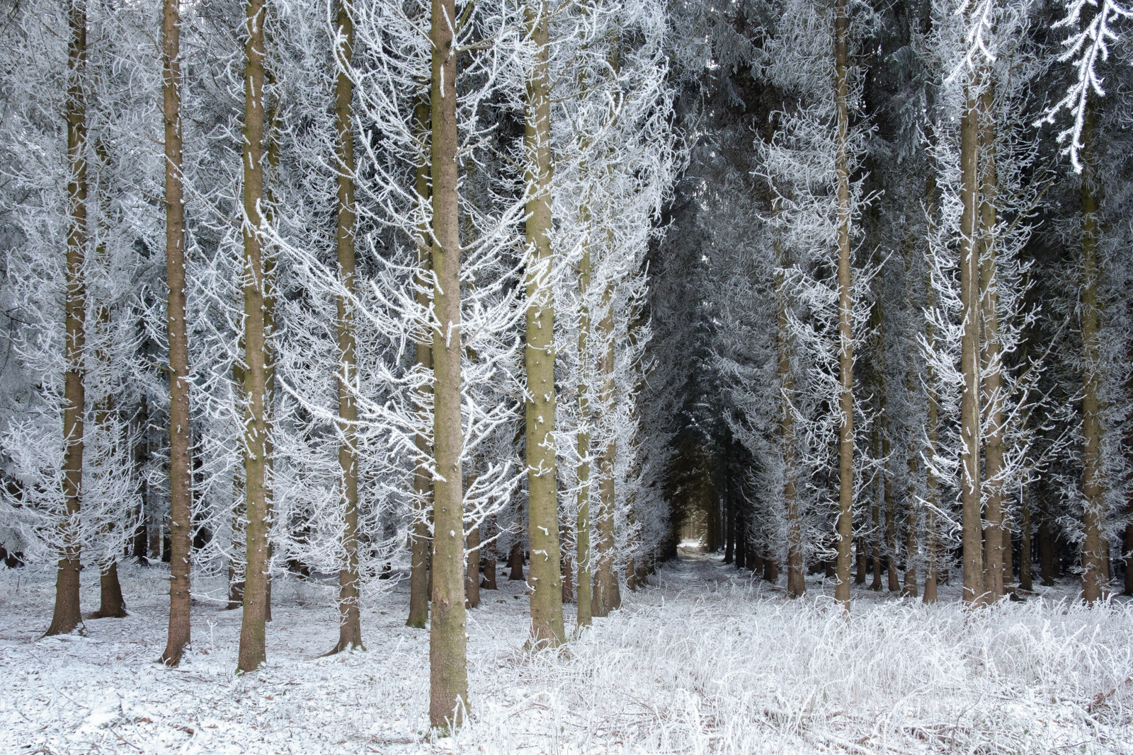 Fujifilm X-Pro2 sample photo. Winter forest ii photography
