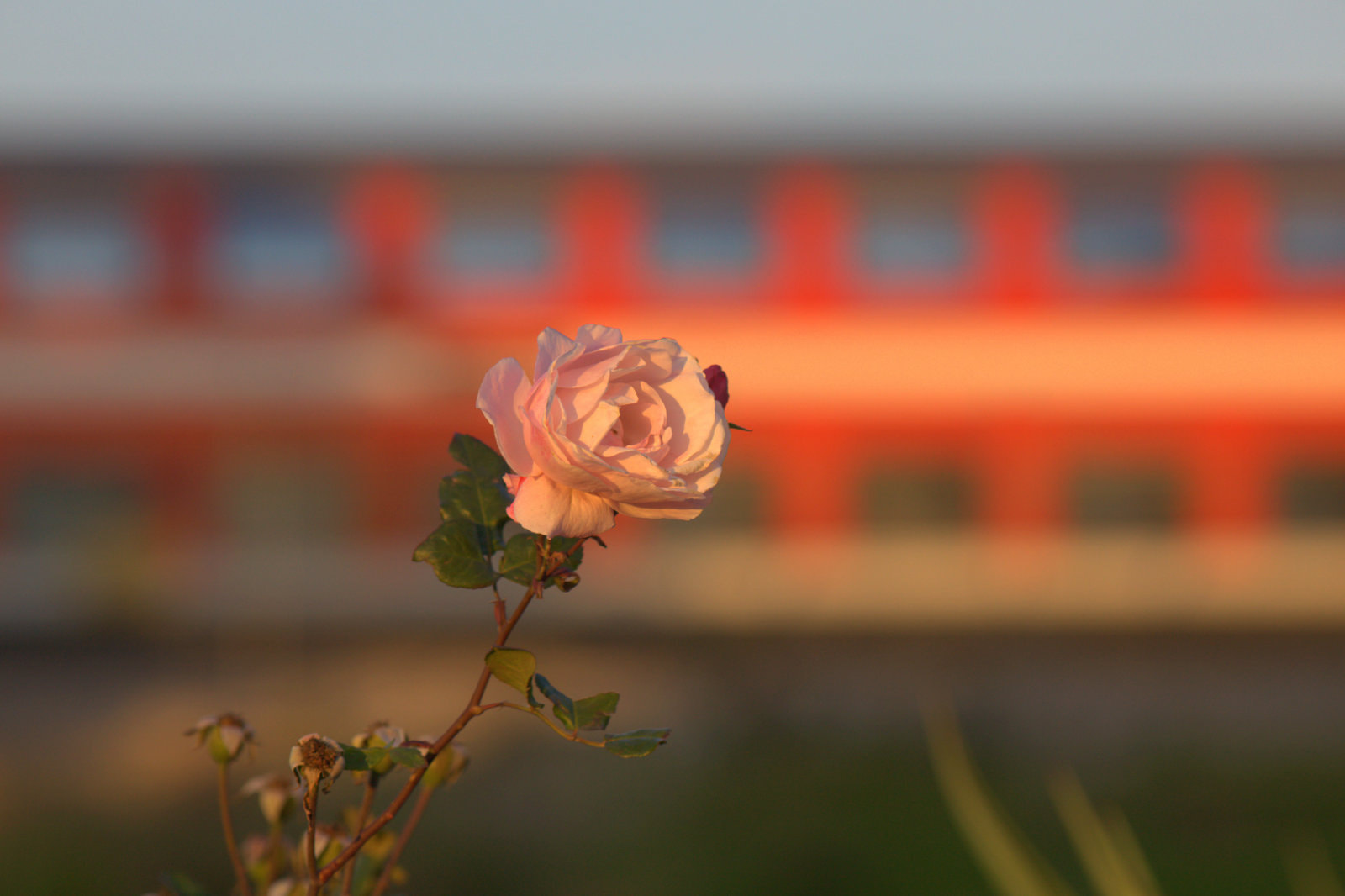 Canon EF 200mm F2.8L II USM sample photo. Mg photography