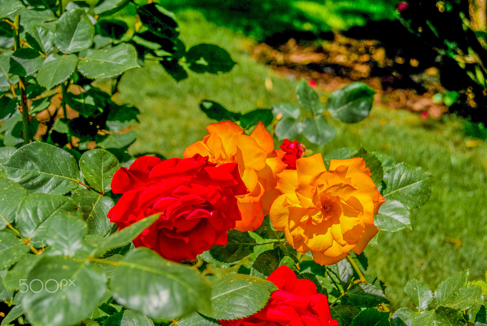 Sony Alpha DSLR-A330 + Sony DT 18-55mm F3.5-5.6 SAM sample photo. Beautiful flower photography