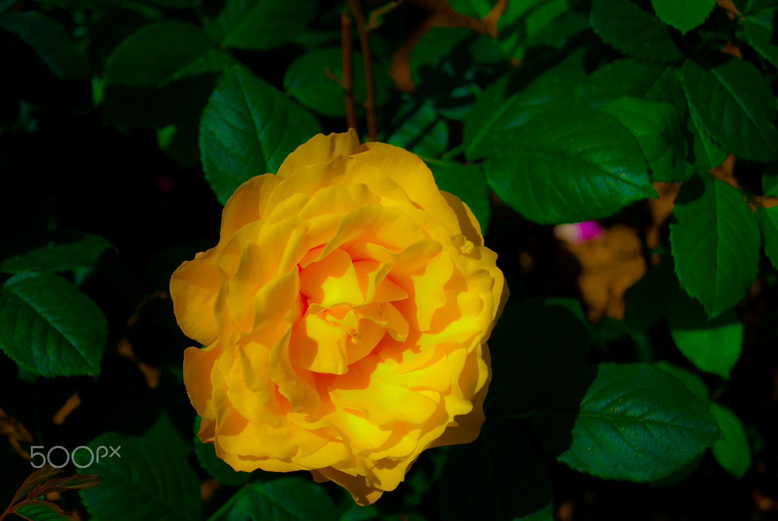 Sony Alpha DSLR-A330 + Sony DT 18-55mm F3.5-5.6 SAM sample photo. Beautiful flower photography