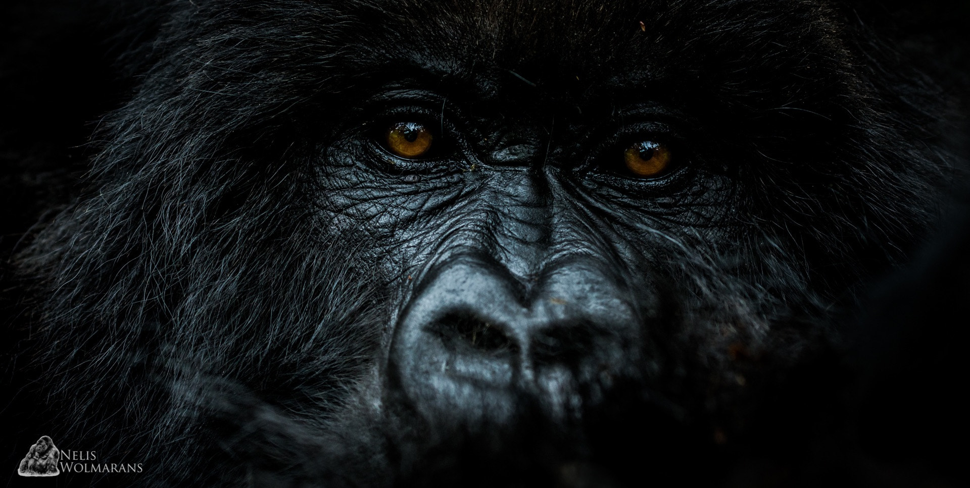 Canon EOS-1D X + Canon EF 200-400mm F4L IS USM Extender 1.4x sample photo. Emerging from the shadows... mountain gorilla photographed in rwanda's volcanoes national park. photography