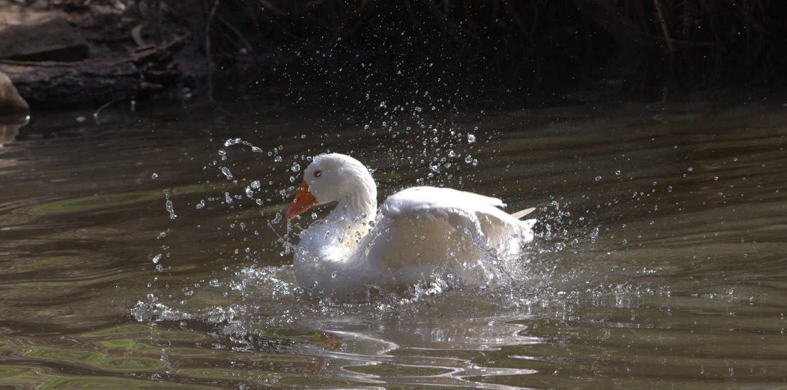Canon EF 200mm F2.8L II USM sample photo. Mg photography