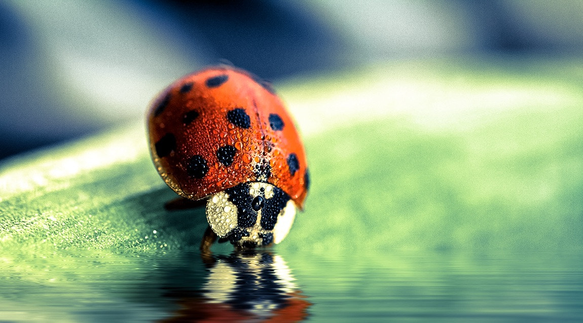 Canon EF 100mm F2.8L Macro IS USM sample photo. Ladybug photography