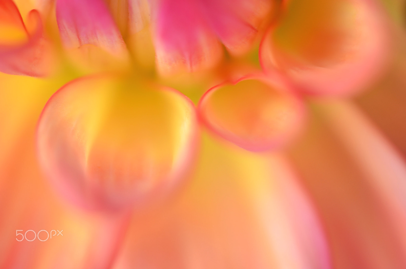 Nikon D7000 + Sigma 50mm F2.8 EX DG Macro sample photo. Close up of dalia petals photography