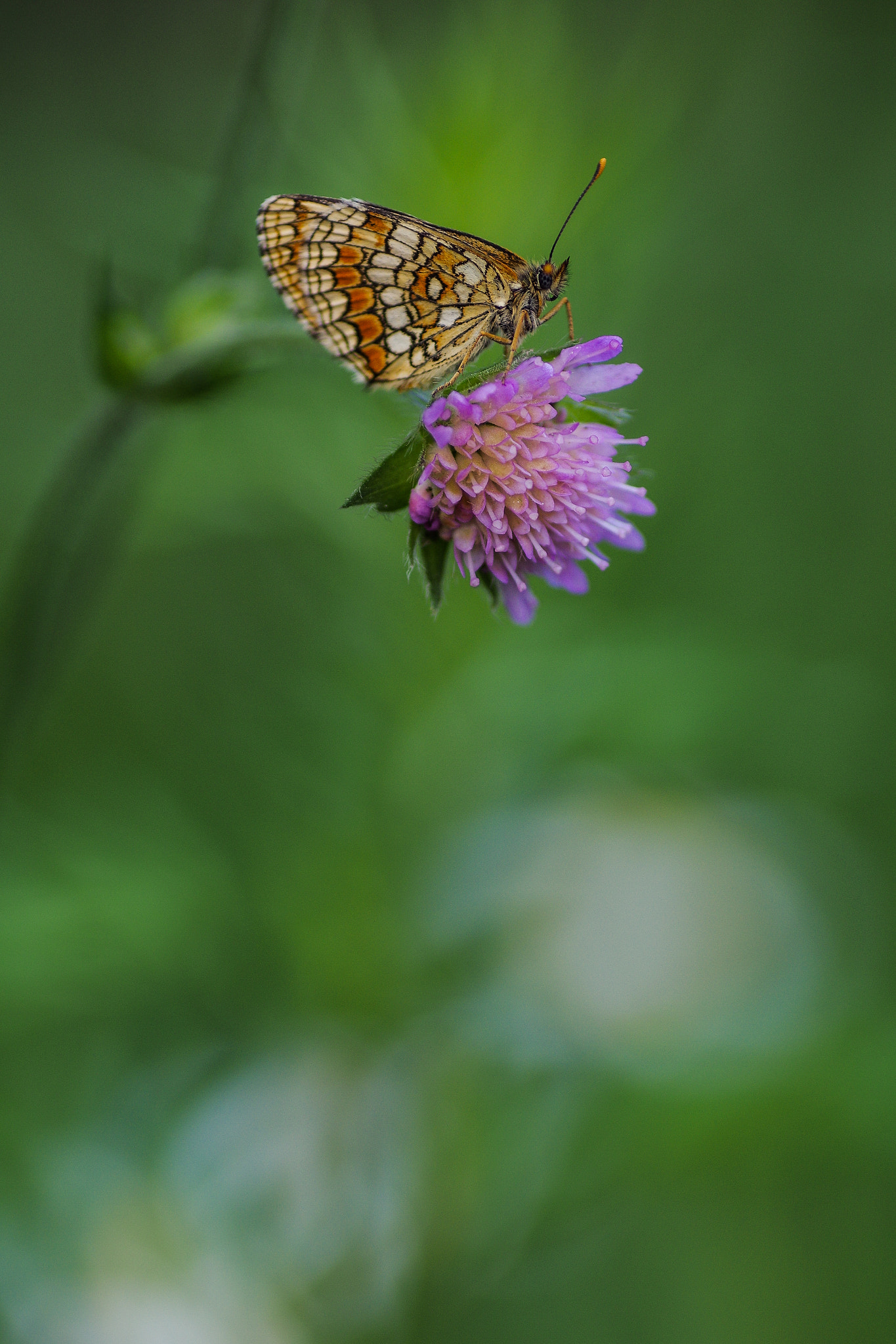 Pentax smc D-FA 100mm F2.8 Macro WR sample photo. ...butterfly... photography
