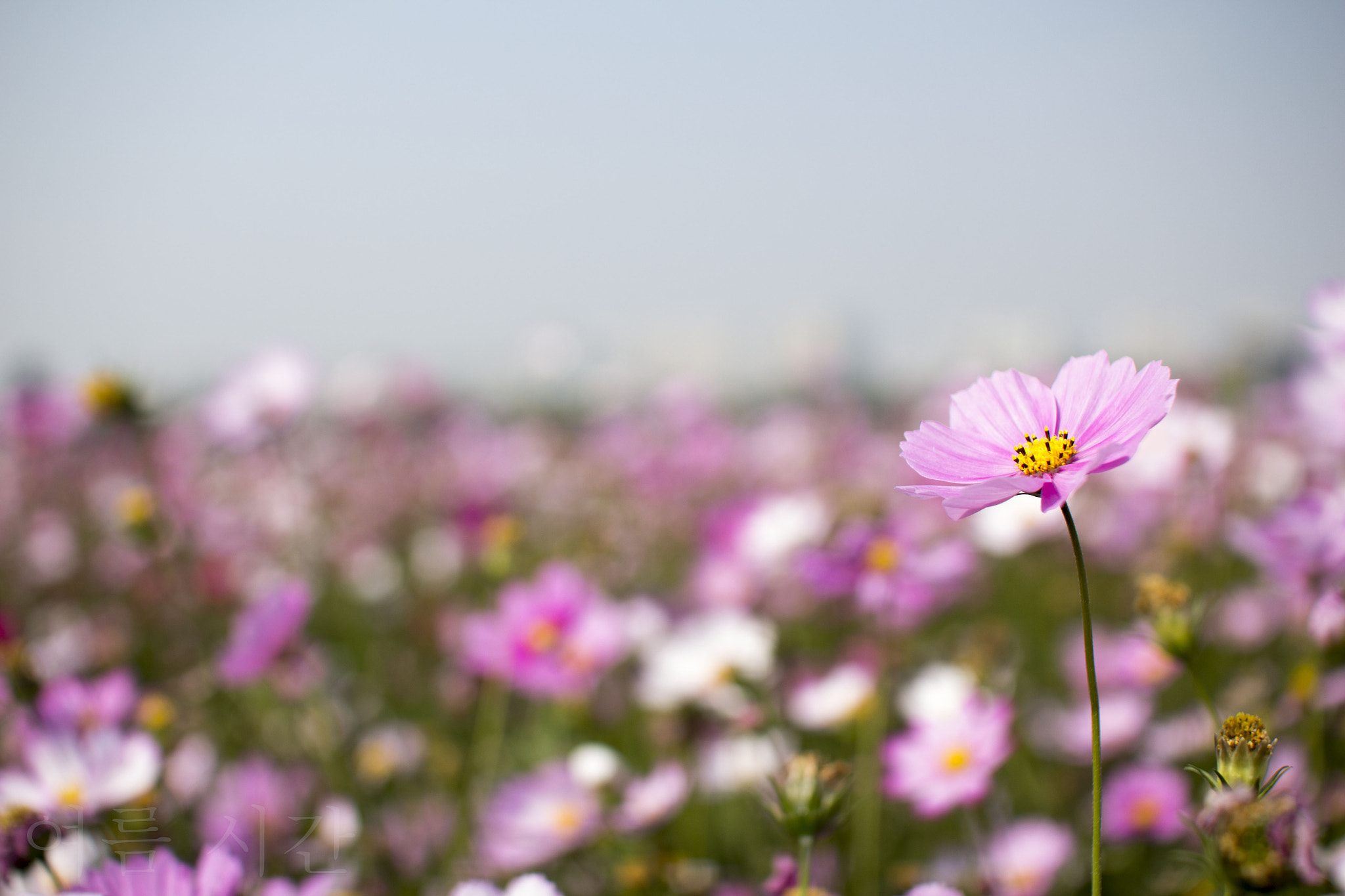 Sigma 30mm F1.4 EX DC HSM sample photo. 夏日 photography