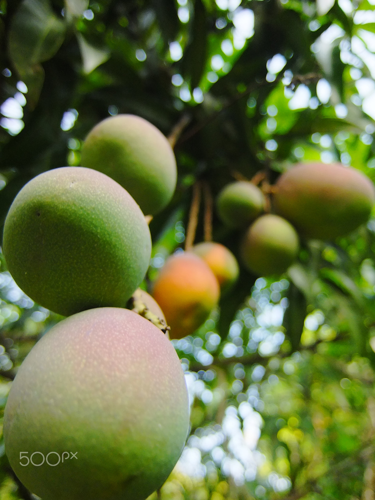 Fujifilm XF1 sample photo. Ripe mangoes photography