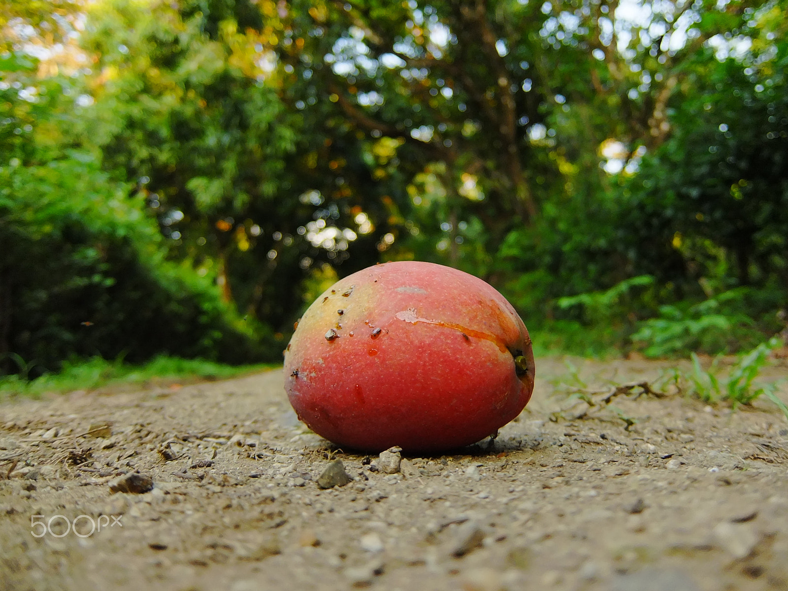 Fujifilm XF1 sample photo. Mango photography