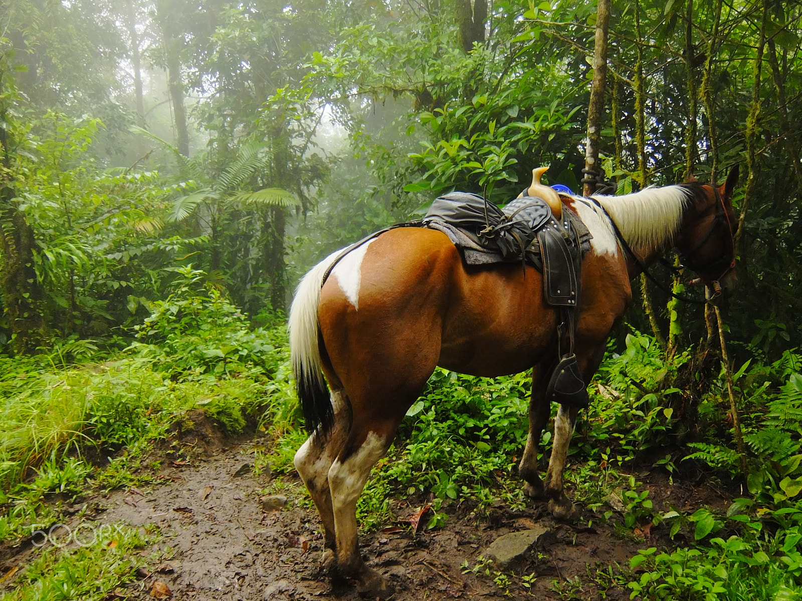 Fujifilm XF1 sample photo. Horse photography
