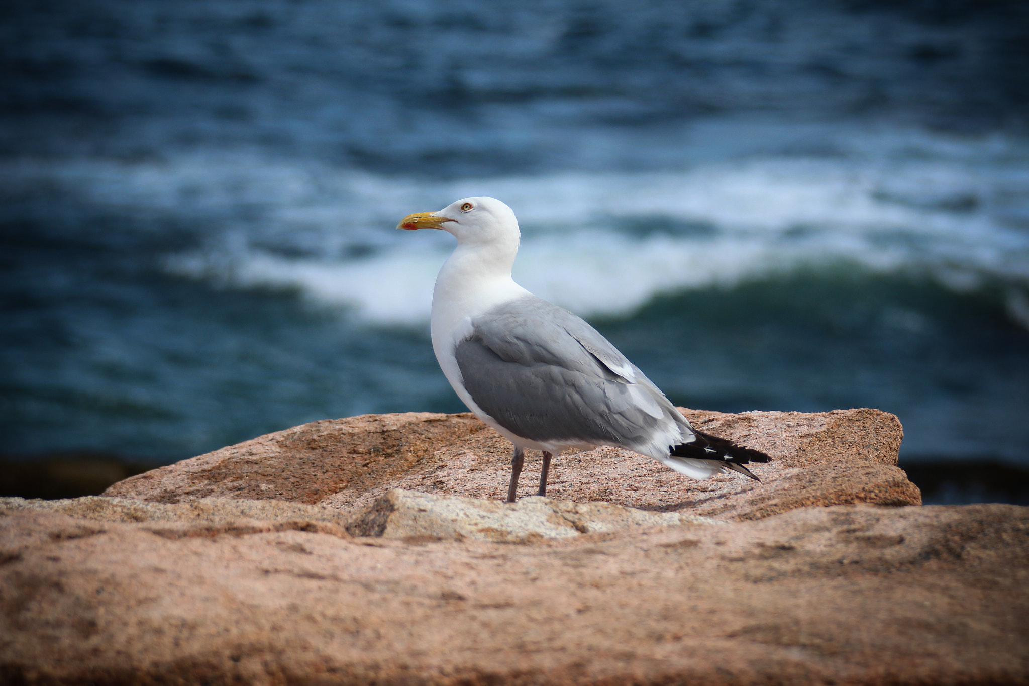 Canon EOS 650D (EOS Rebel T4i / EOS Kiss X6i) sample photo. Seagull at the atlantic ocean in maine/usa photography