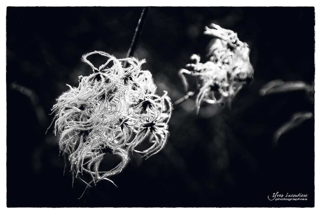Sigma 17-70mm F2.8-4 DC Macro OS HSM sample photo. Frozen clematis photography