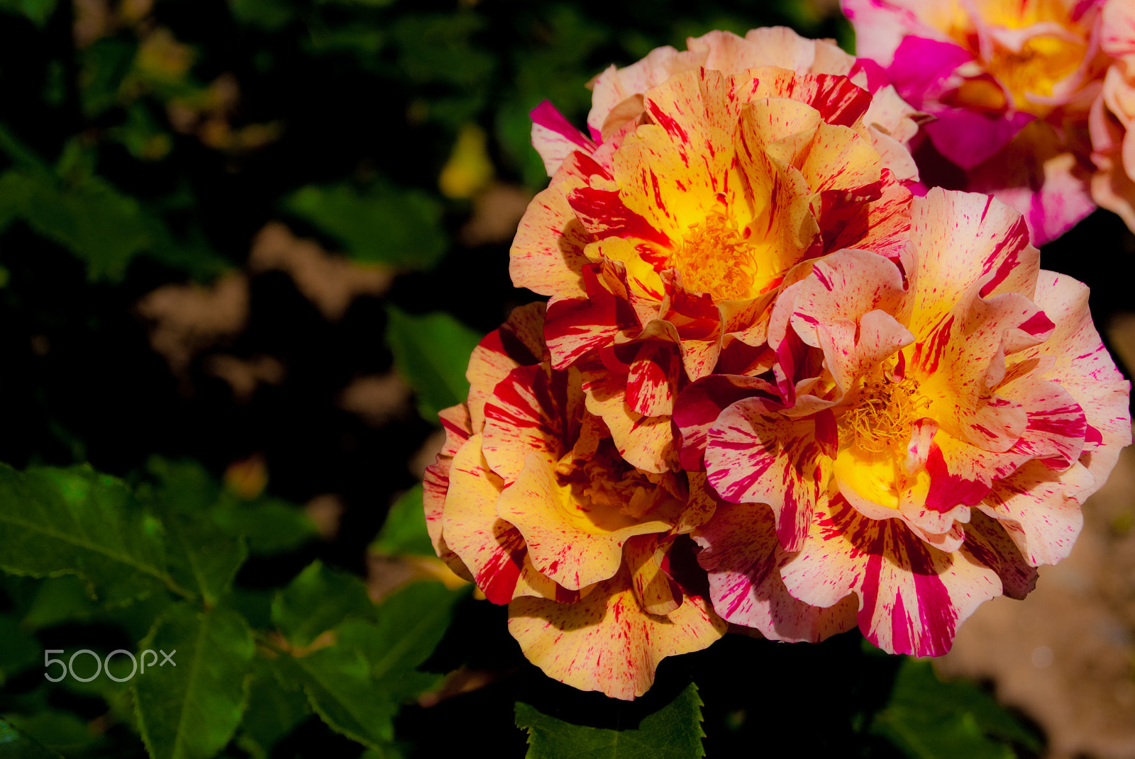 Sony Alpha DSLR-A330 sample photo. Beautiful flower photography