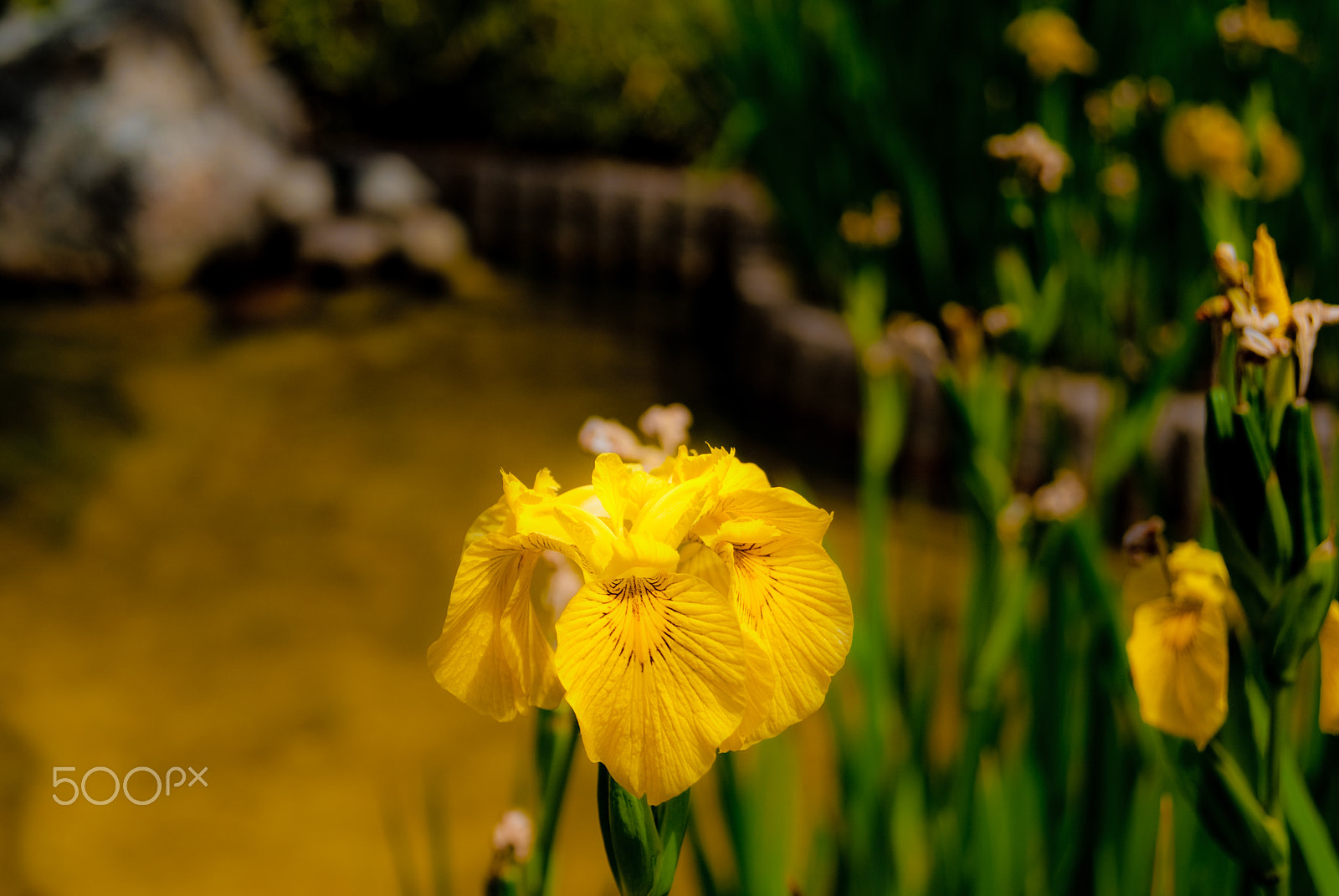 Sony Alpha DSLR-A330 + Sony DT 18-55mm F3.5-5.6 SAM sample photo. Beautiful flower photography