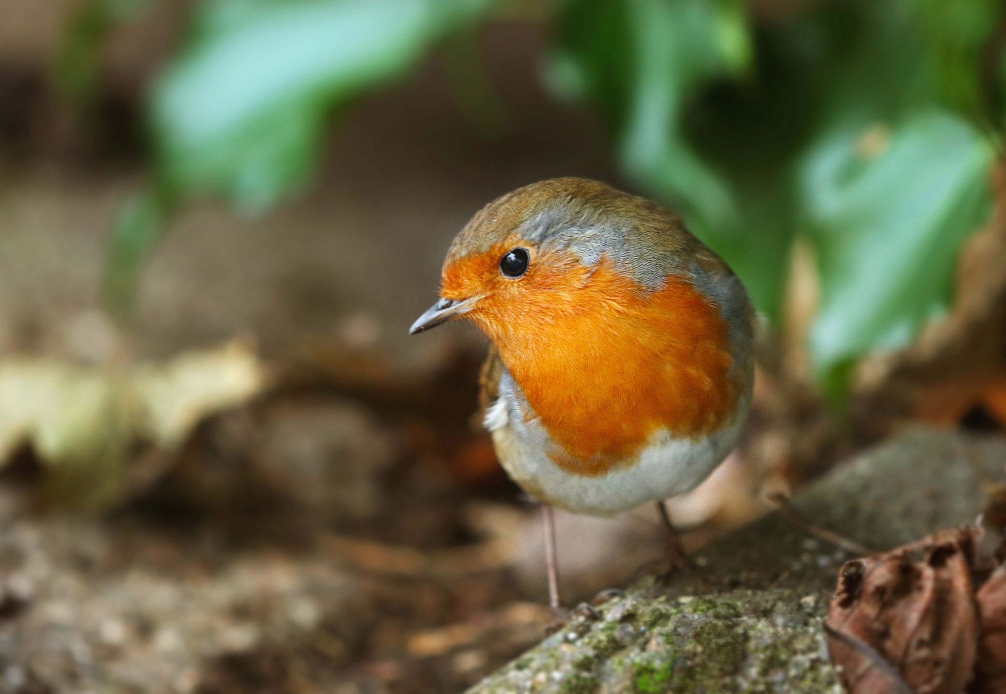 Canon EF 180mm F3.5L Macro USM sample photo. Little poser photography