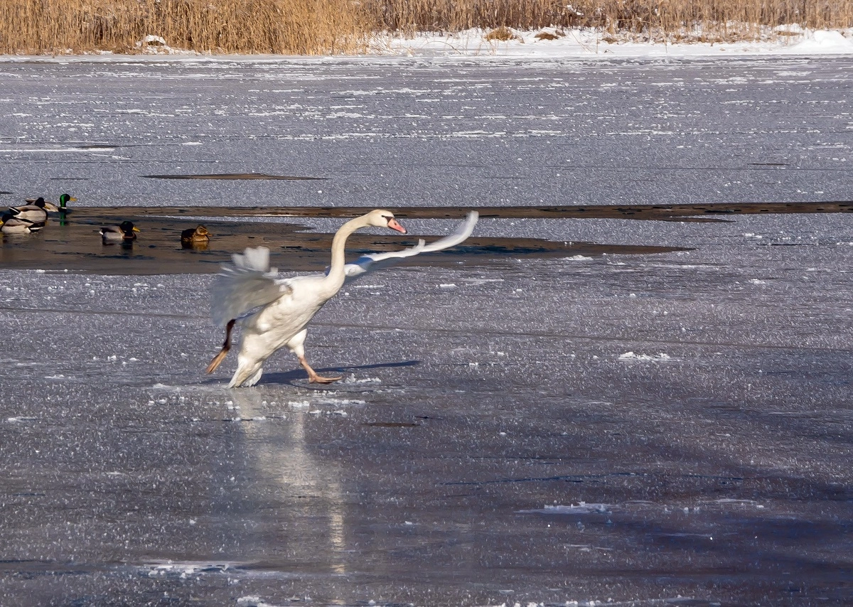 Sigma 18-250mm F3.5-6.3 DC Macro OS HSM sample photo. Eisschnelllauf photography