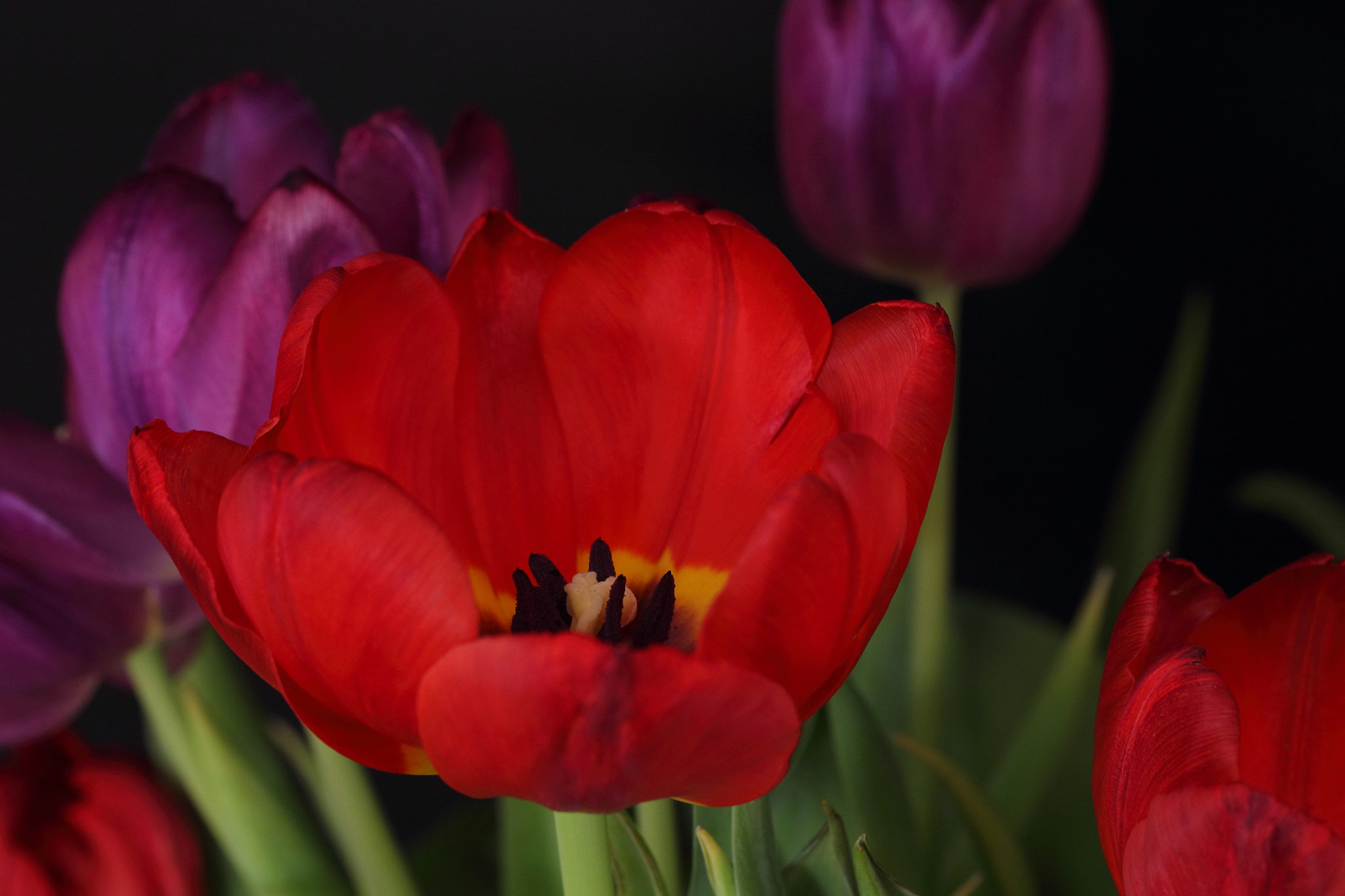 Canon EF-S 60mm F2.8 Macro USM sample photo. Tulips photography