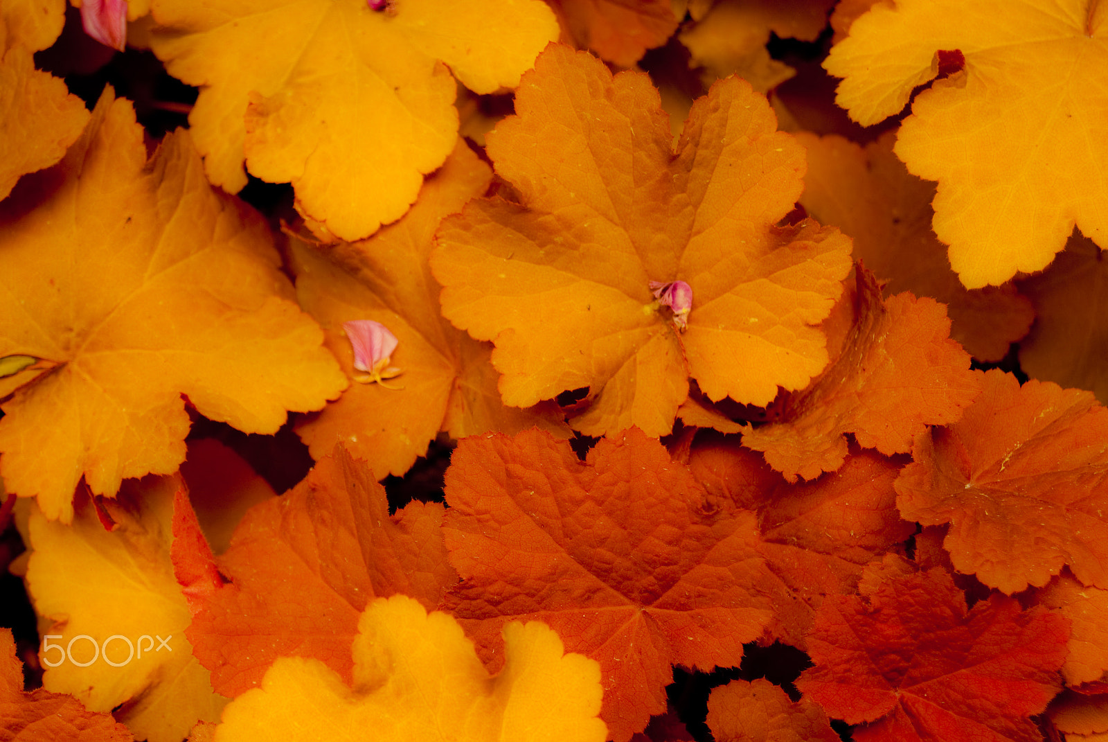 Sony Alpha DSLR-A330 + Sony DT 18-55mm F3.5-5.6 SAM sample photo. Beautiful leaves photography