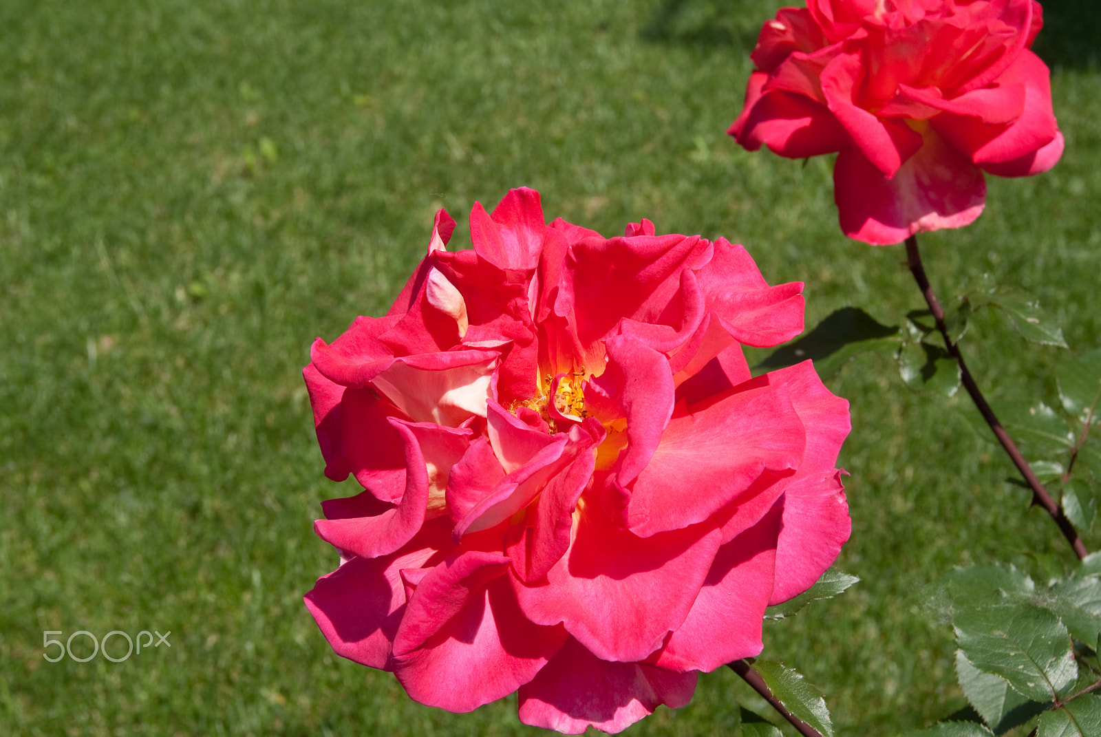 Sony Alpha DSLR-A330 + Sony DT 18-55mm F3.5-5.6 SAM sample photo. Beautiful flower photography