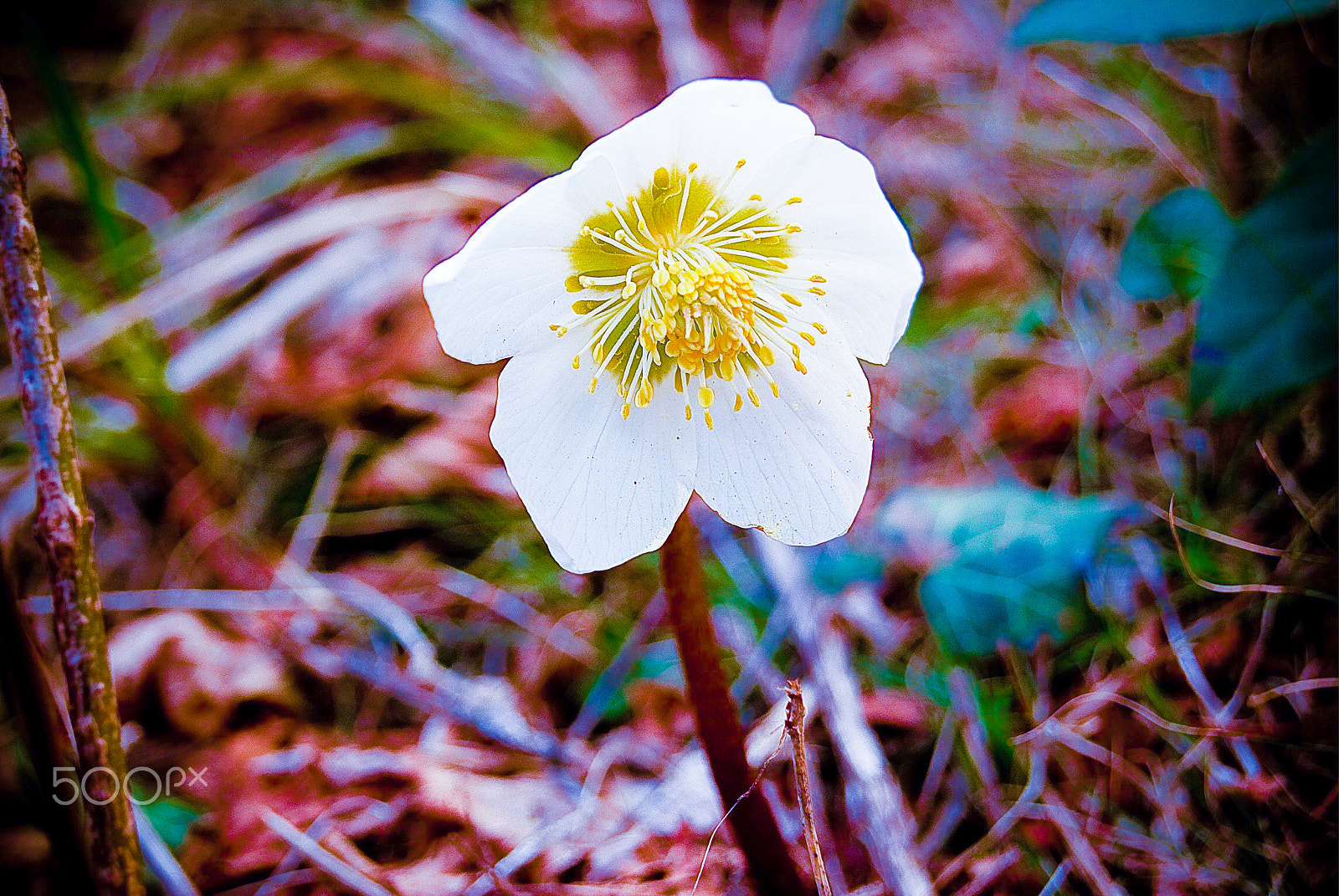 Sony Alpha DSLR-A330 + Sony DT 18-55mm F3.5-5.6 SAM sample photo. Beautiful flower photography