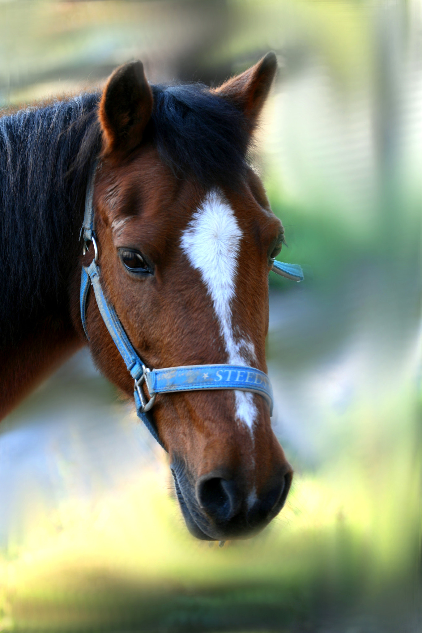 Canon EF 70-200mm F4L IS USM sample photo. Horse<3 photography