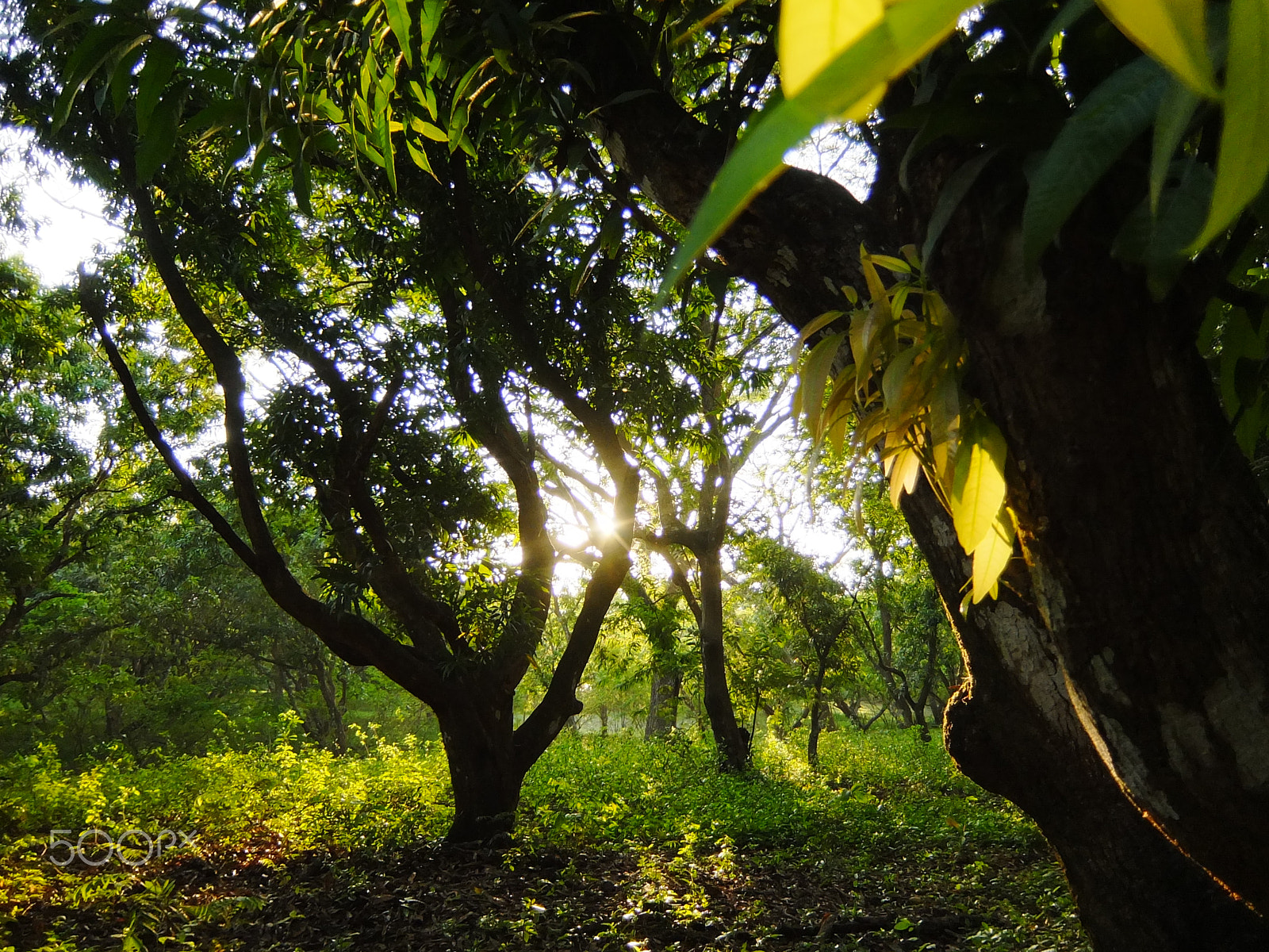 Fujifilm XF1 sample photo. Sunrise in montezuma photography